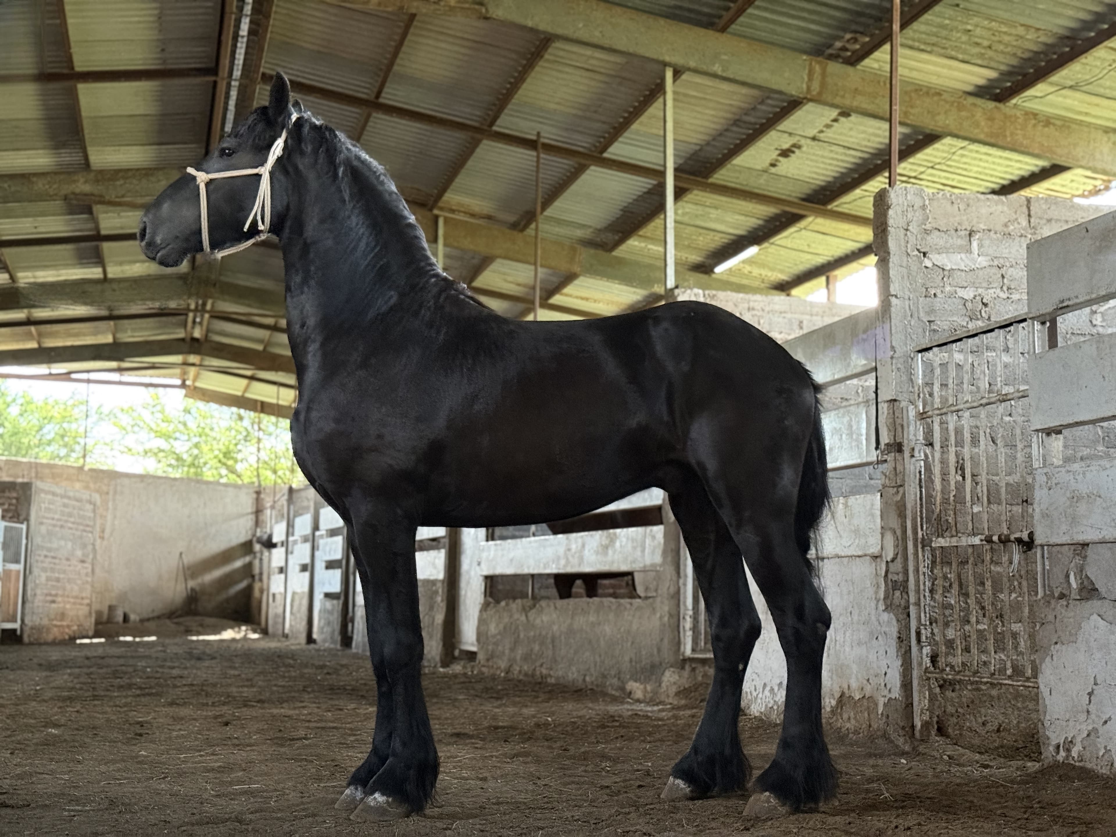 Aylan caballo frisón Cuadra Imperial Loy foto 3