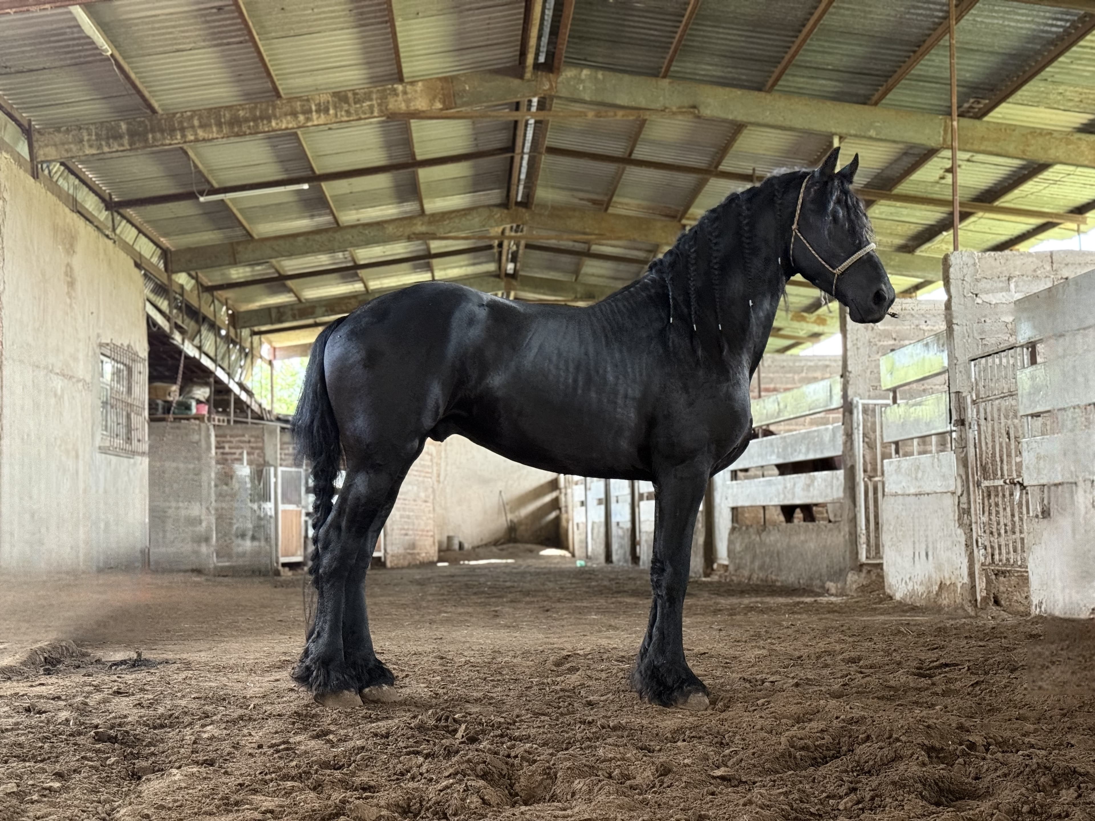 Tebbe caballo frisón Cuadra Imperial Loy foto 2