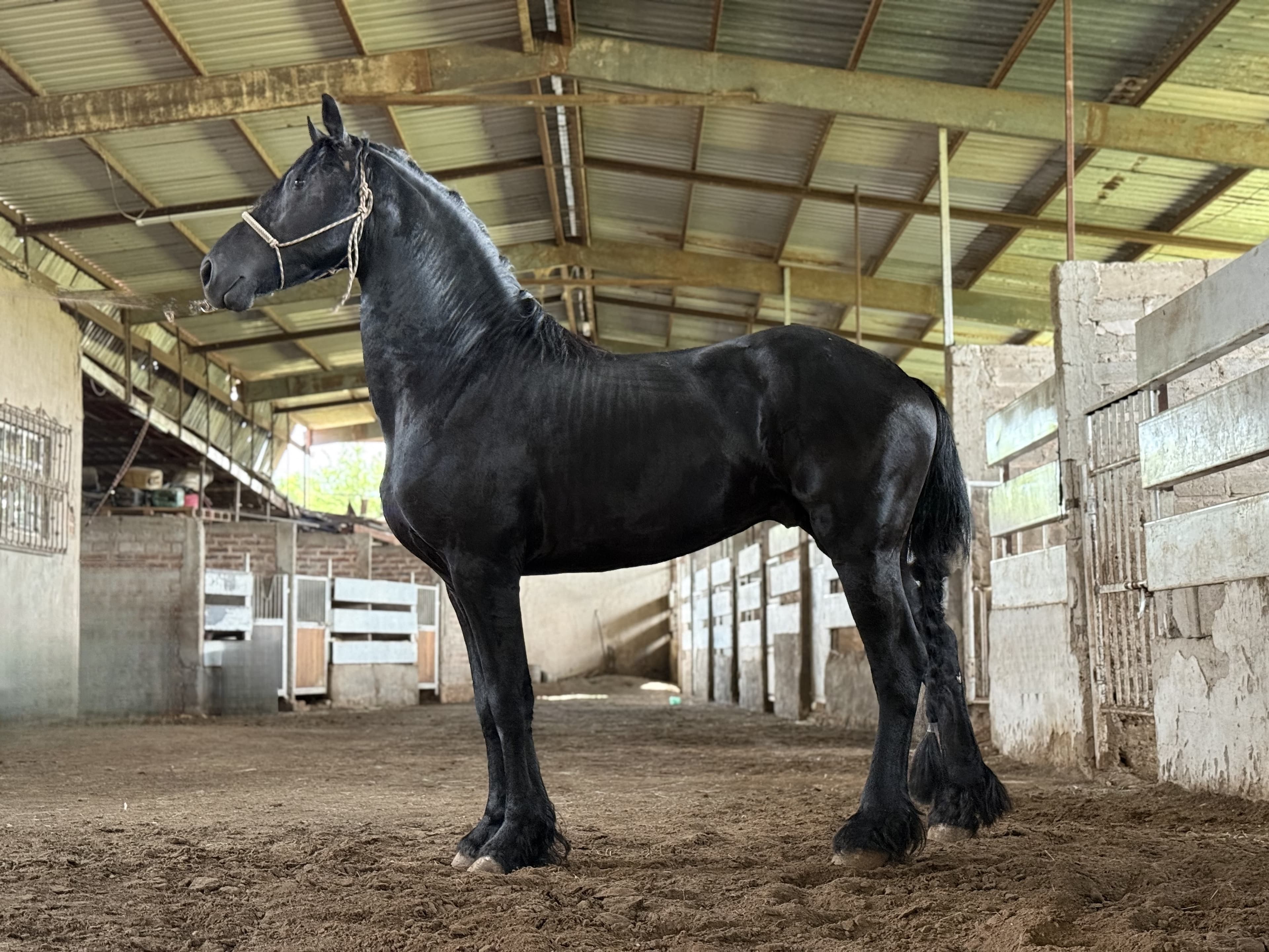 Tebbe caballo frisón Cuadra Imperial Loy foto 3