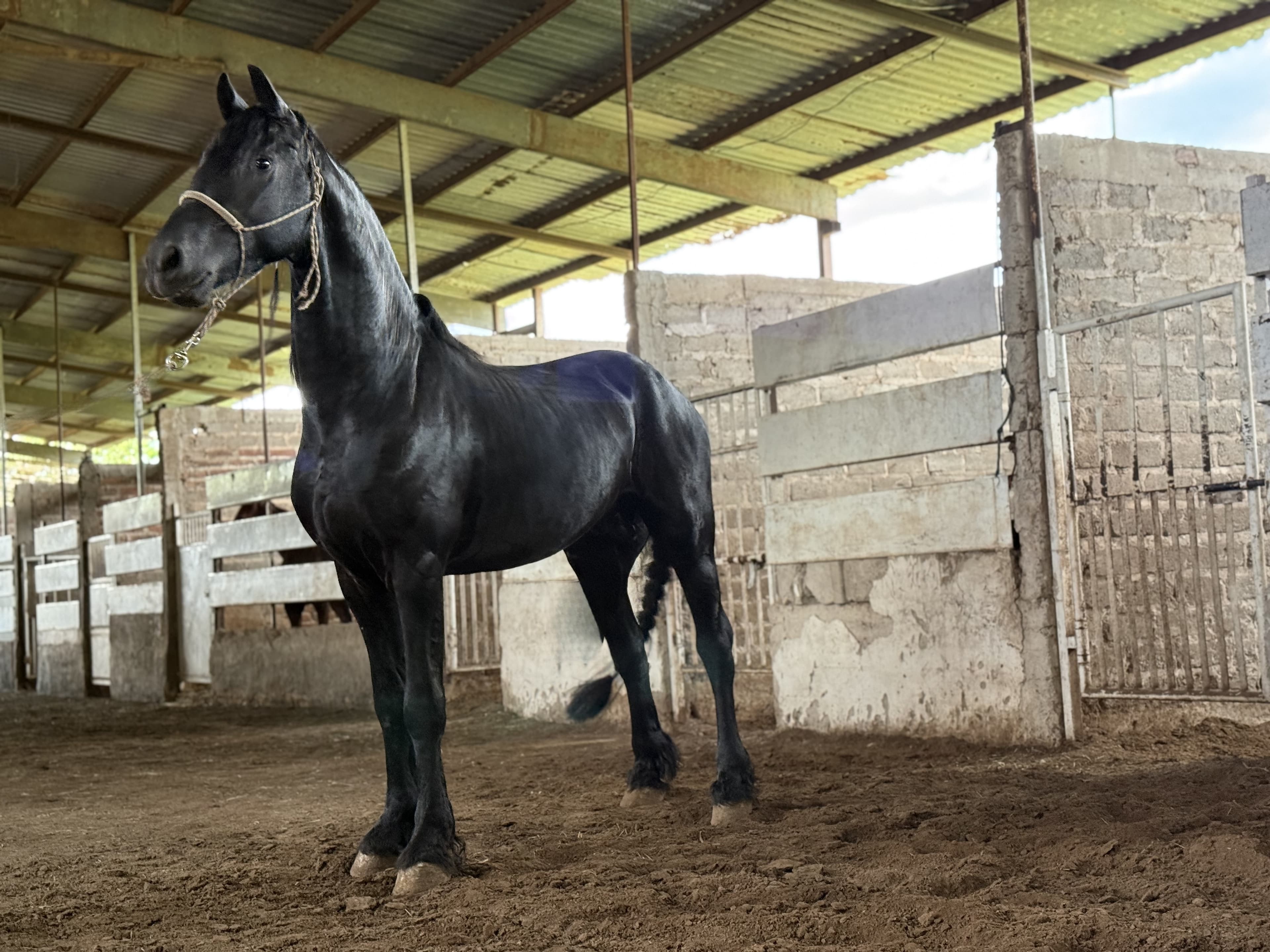Tebbe caballo frisón Cuadra Imperial Loy foto 4