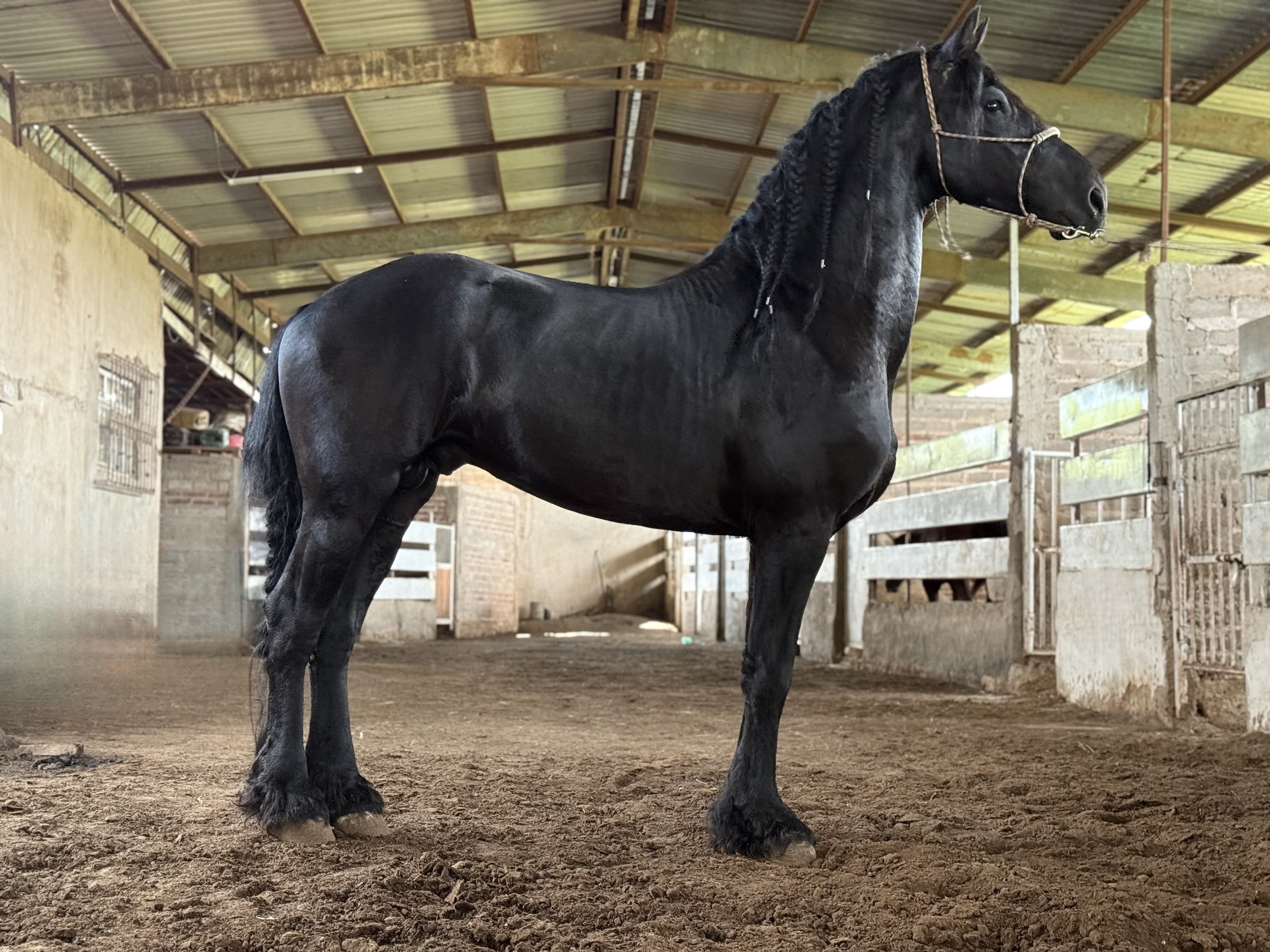 Tebbe caballo frisón Cuadra Imperial Loy foto 5