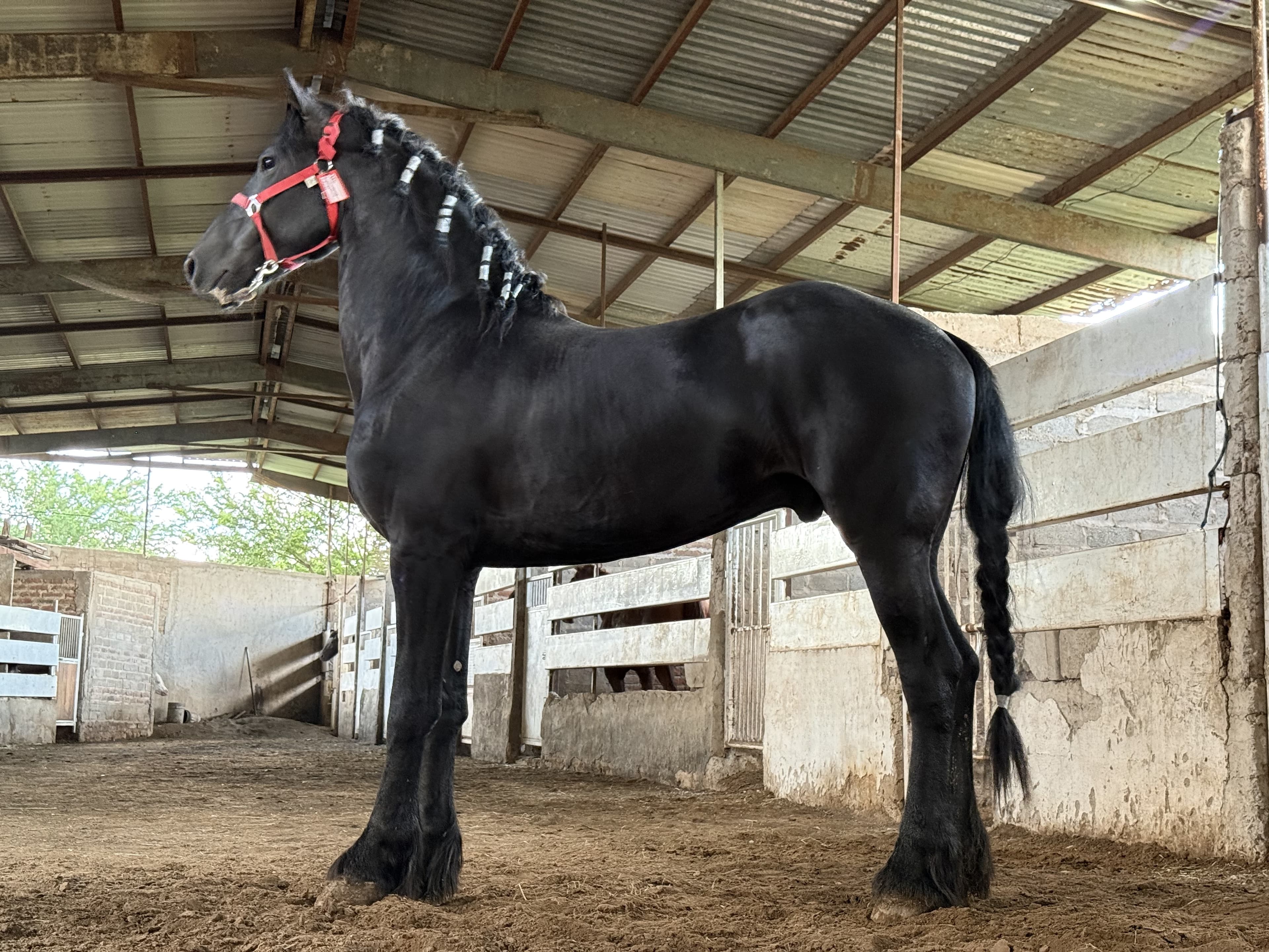 Theo caballo frisón Cuadra Imperial Loy foto 2