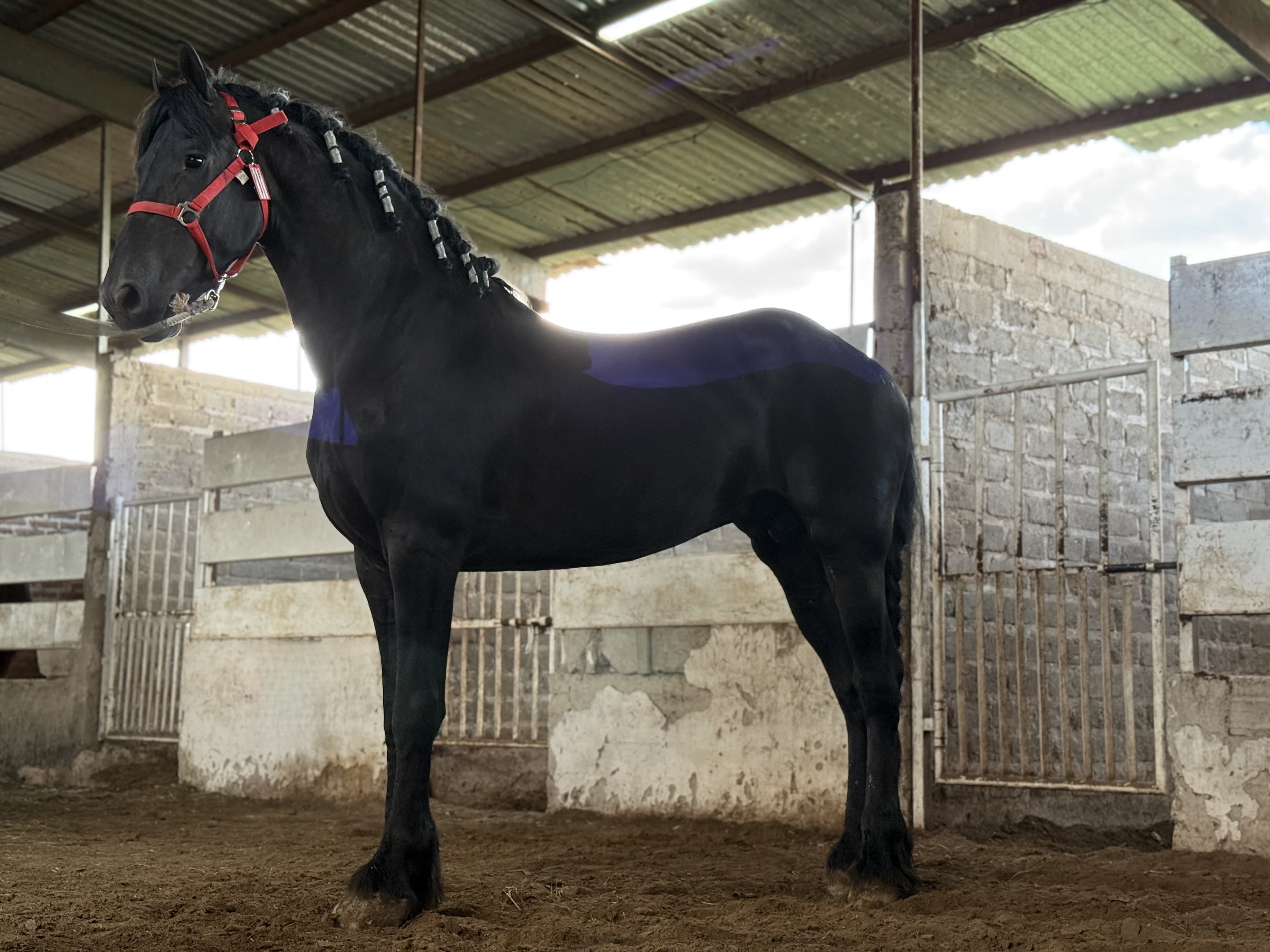 Theo caballo frisón Cuadra Imperial Loy foto 4