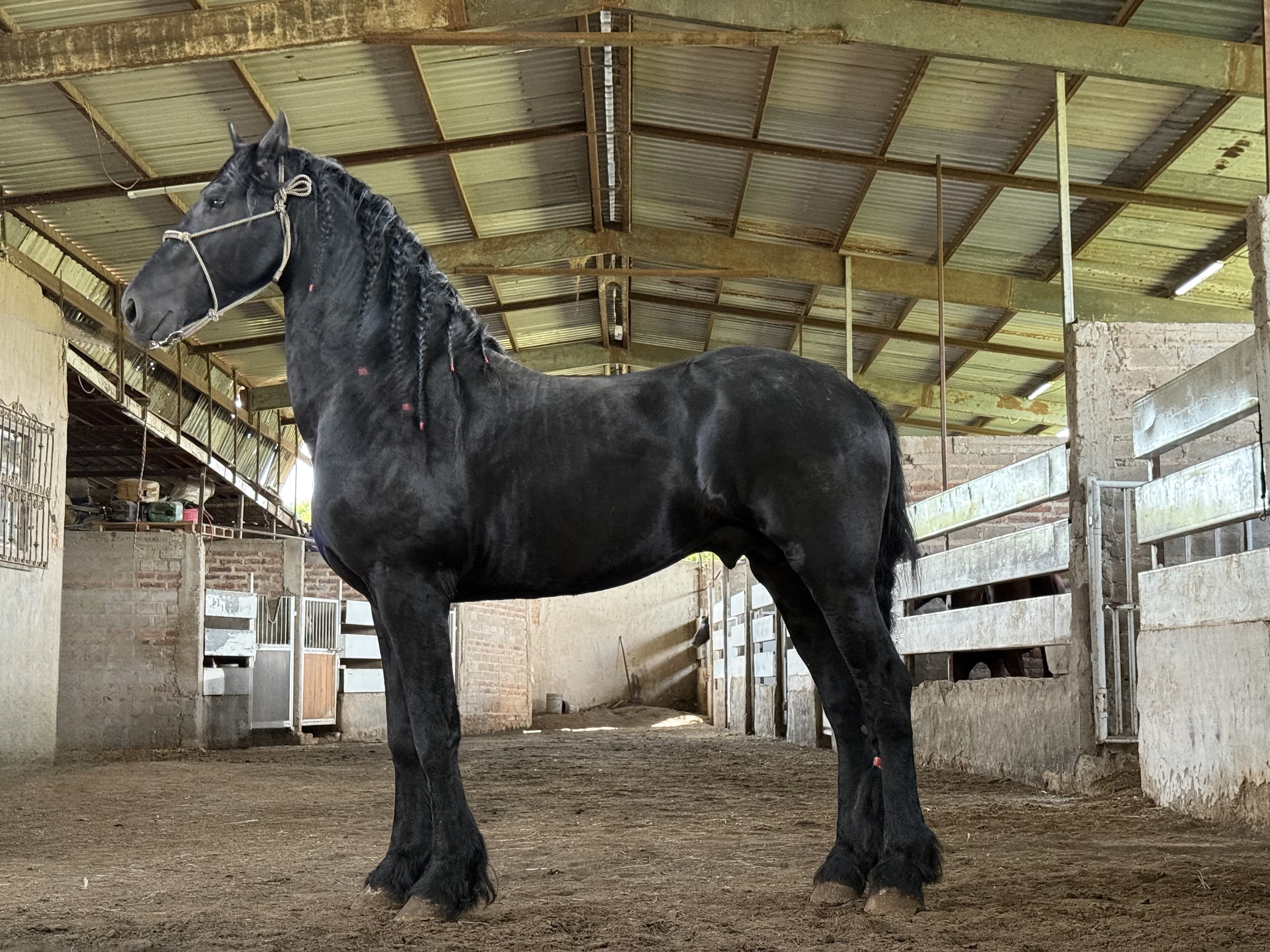 Ulke van 't Heidehoefke caballo frisón Cuadra Imperial Loy foto 2
