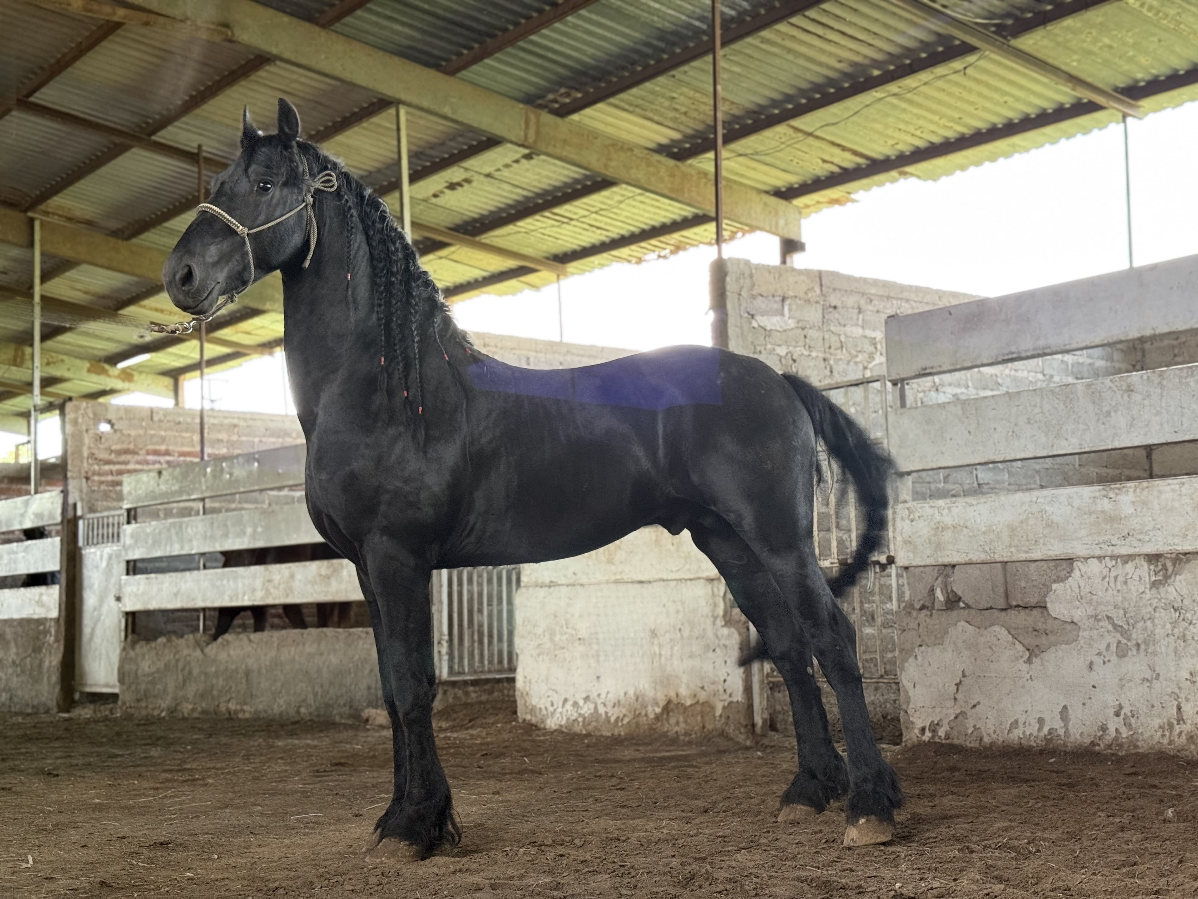 Ulke van 't Heidehoefke caballo frisón Cuadra Imperial Loy foto 3