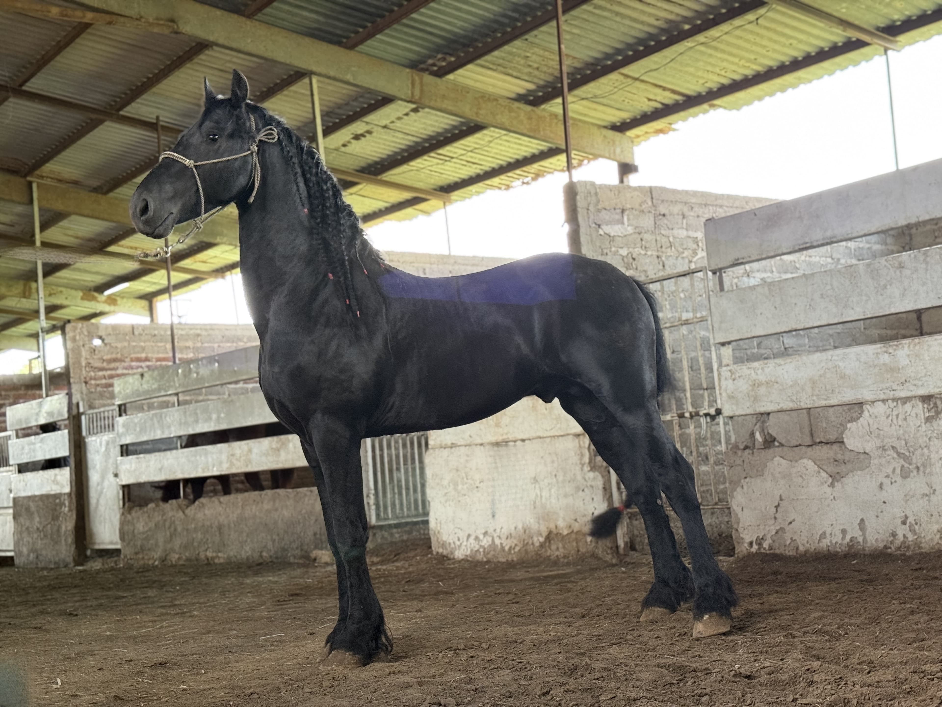 Ulke van 't Heidehoefke caballo frisón Cuadra Imperial Loy foto 4