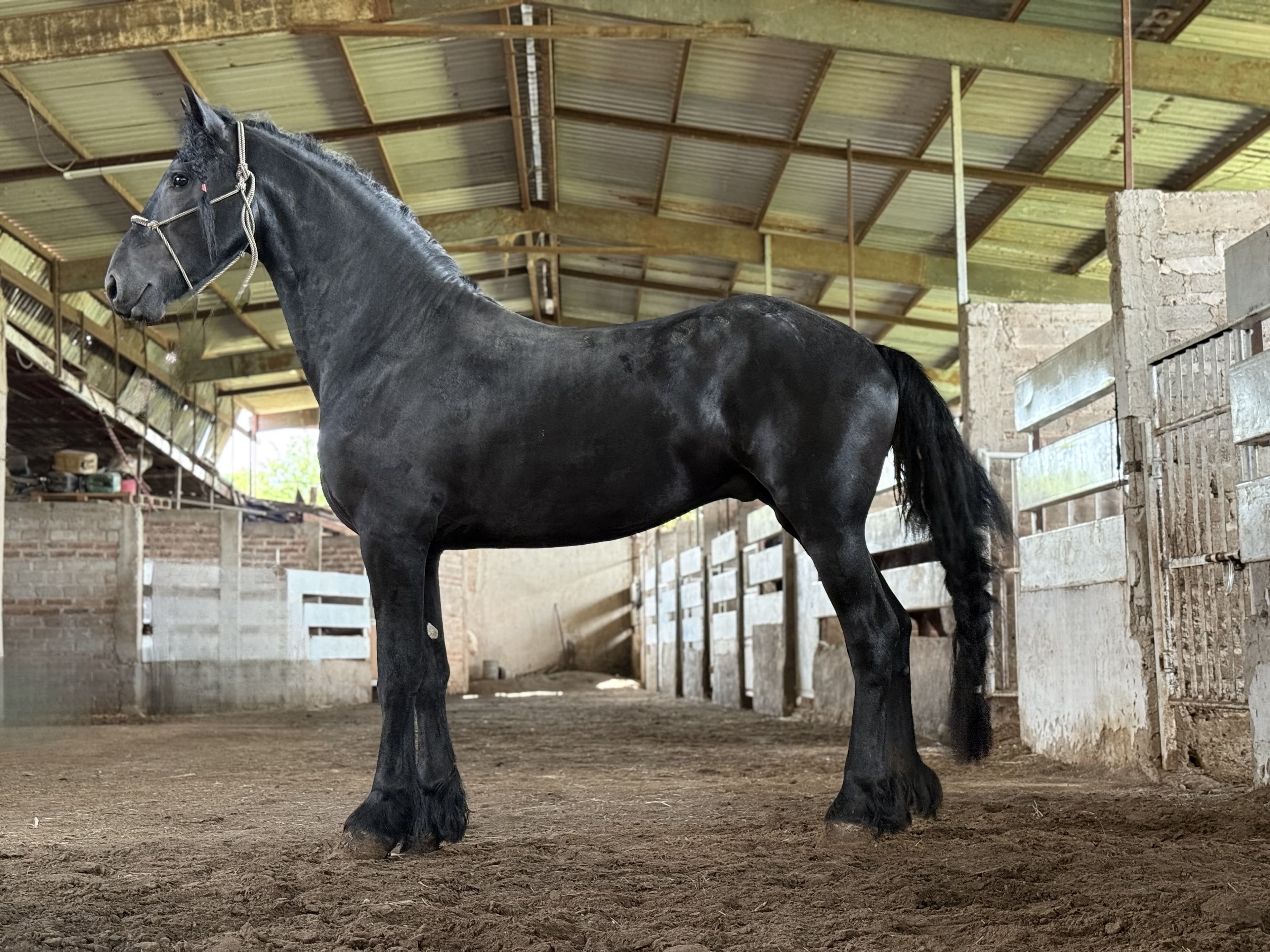 Wilco WT fan de Boerdam caballo frisón Cuadra Imperial Loy foto 2