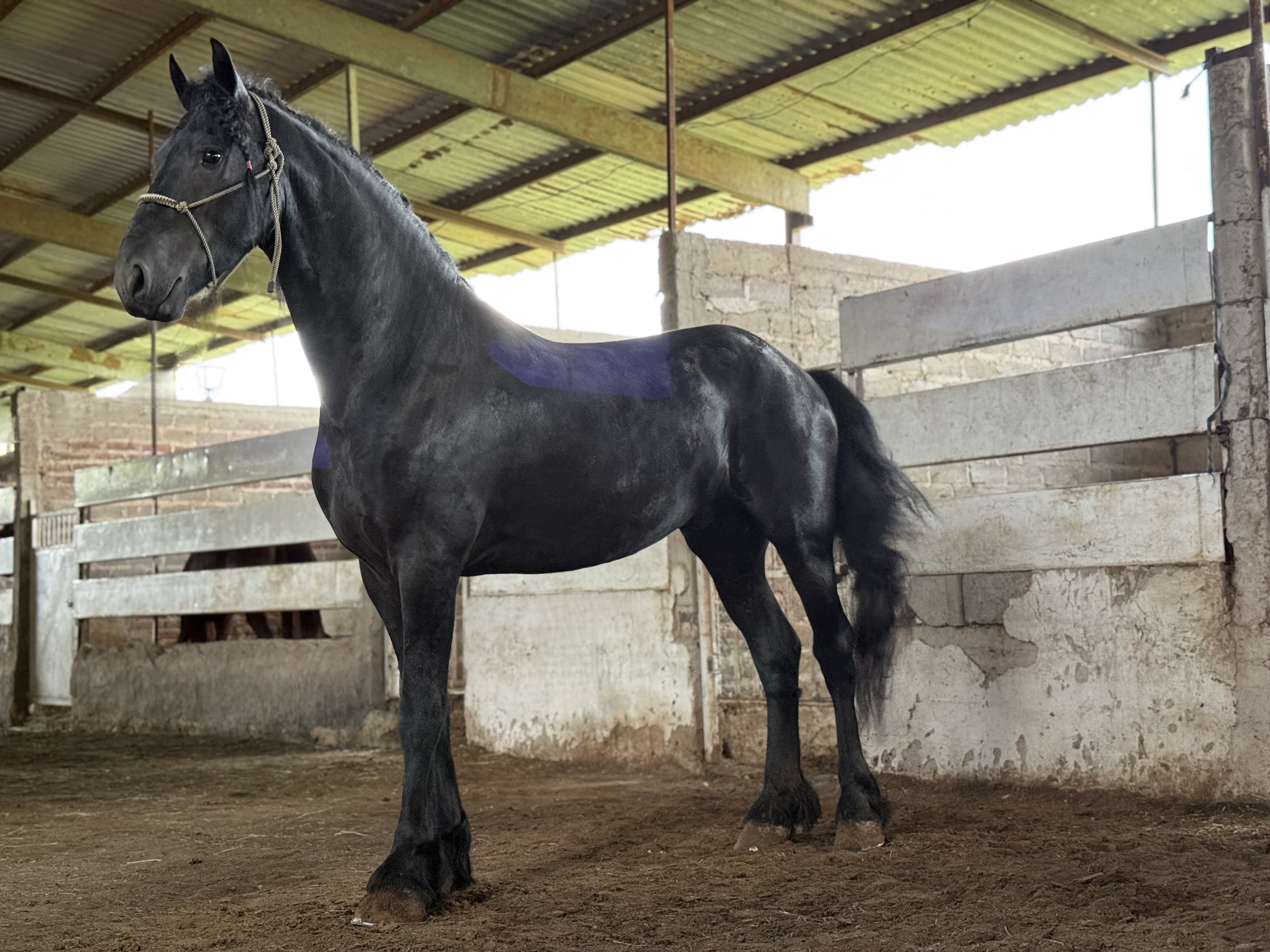 Wilco WT fan de Boerdam caballo frisón Cuadra Imperial Loy foto 3