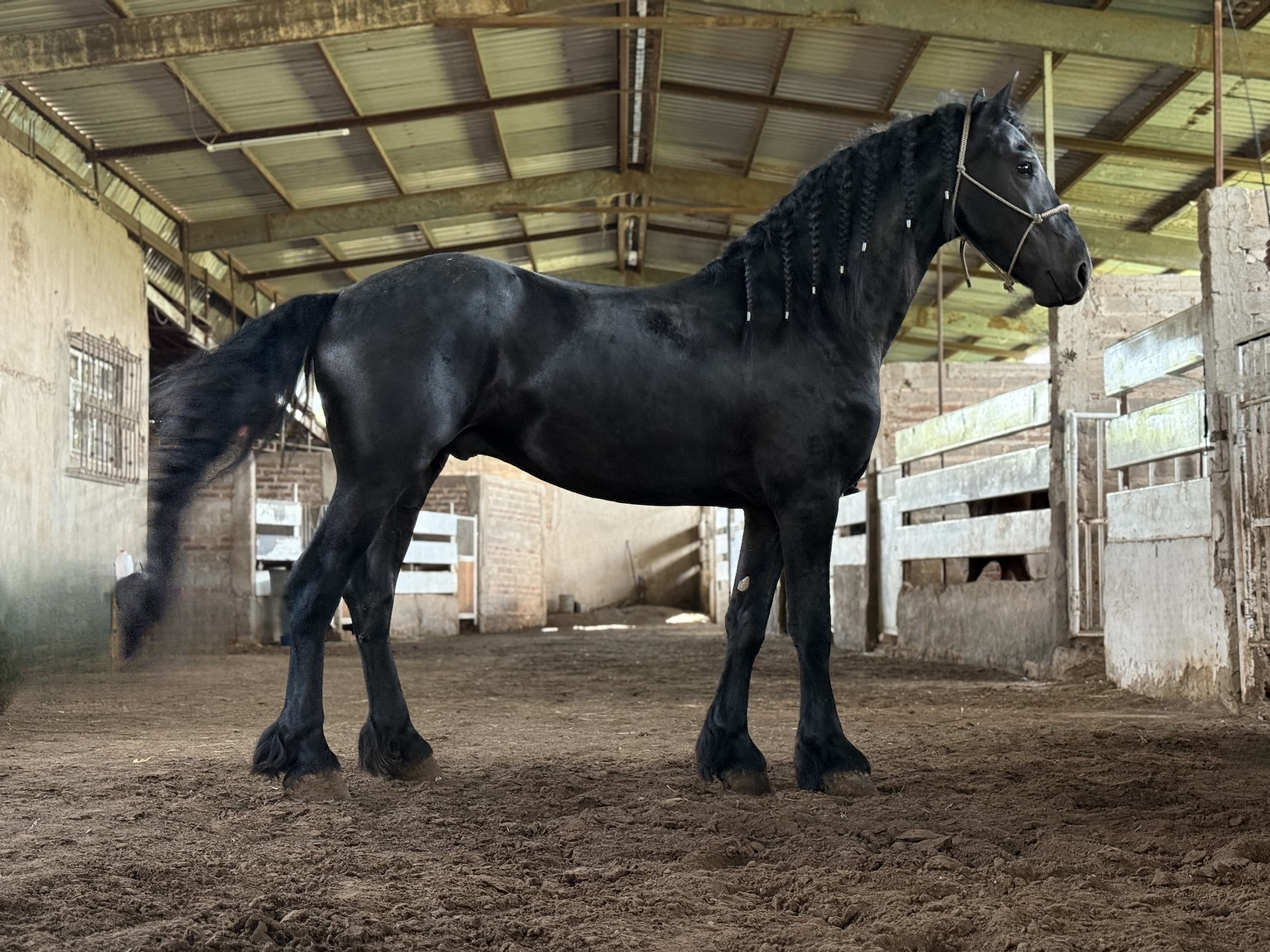 Wilco WT fan de Boerdam caballo frisón Cuadra Imperial Loy foto 4