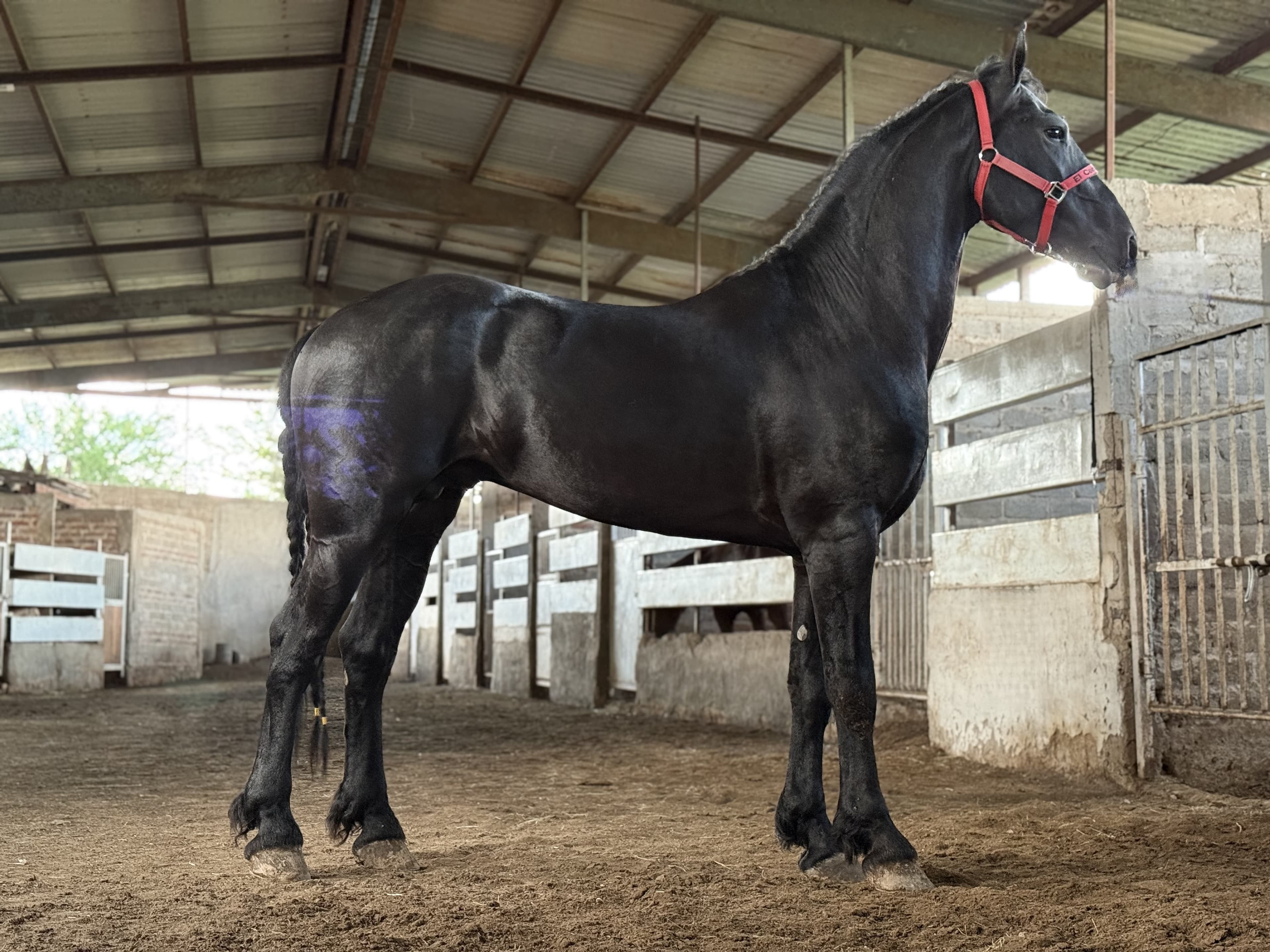 Xavi fan Veldzicht caballo frisón Cuadra Imperial Loy foto 2