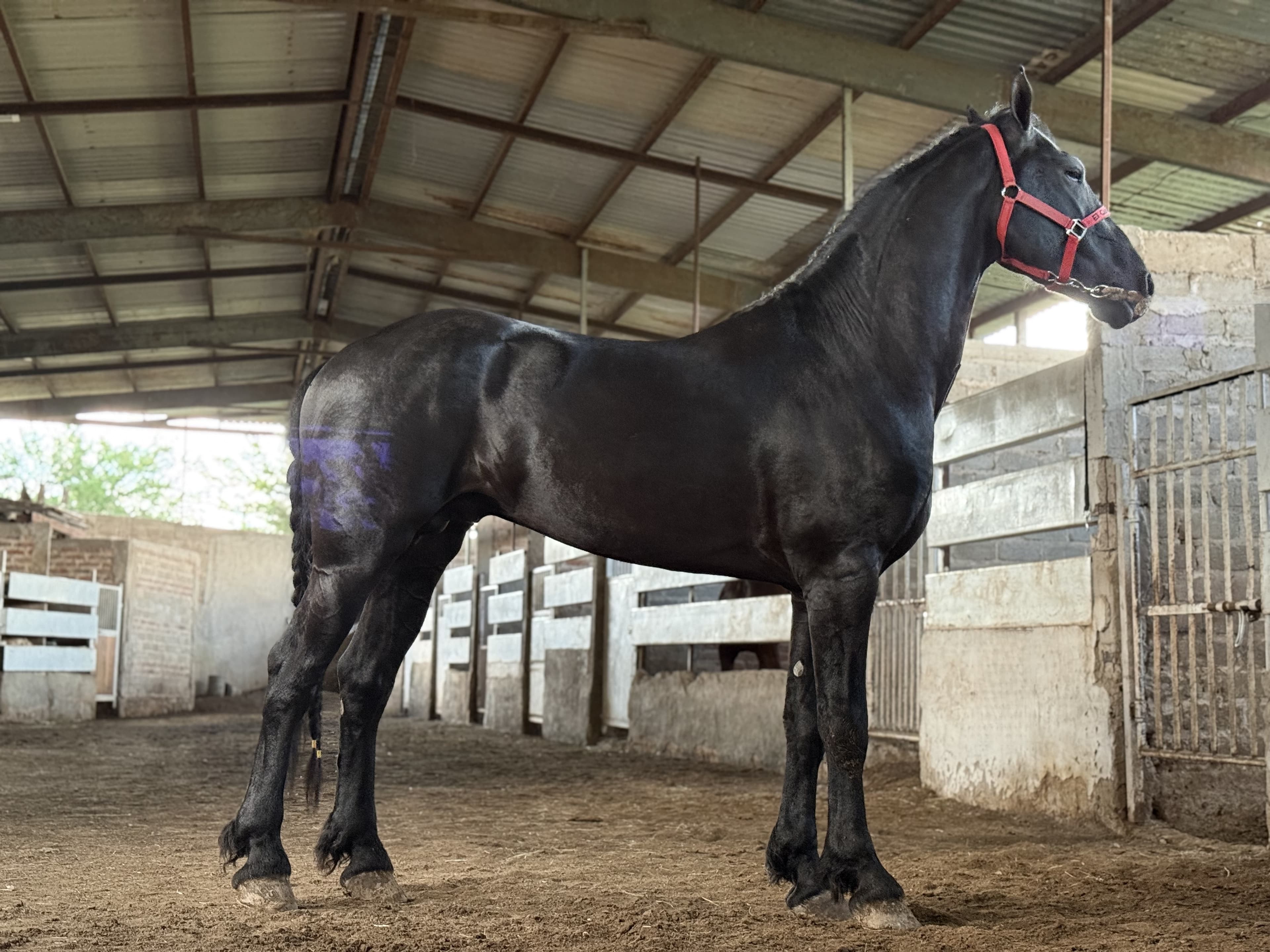Xavi fan Veldzicht caballo frisón Cuadra Imperial Loy foto 3