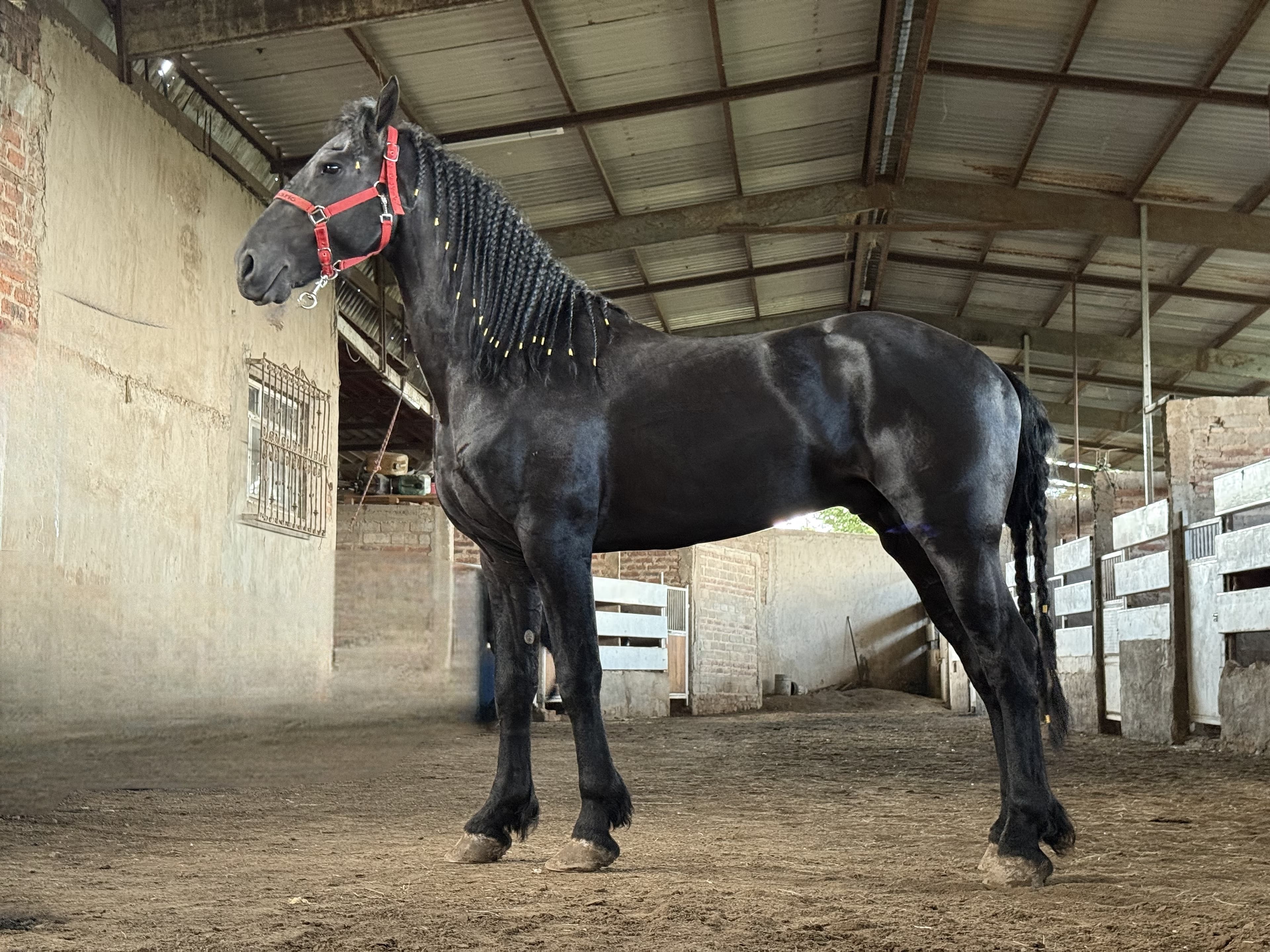 Xavi fan Veldzicht caballo frisón Cuadra Imperial Loy foto 4