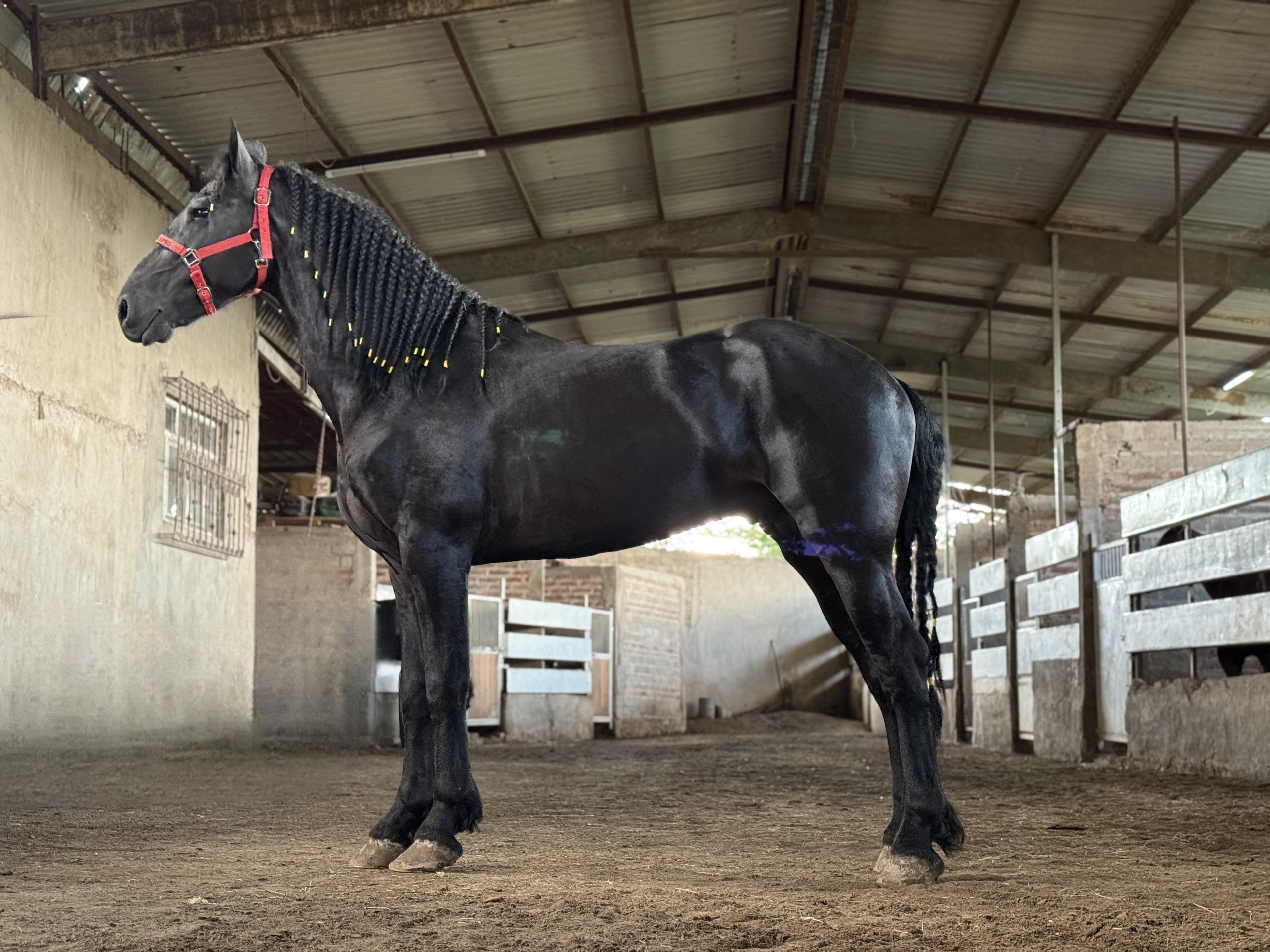 Xavi fan Veldzicht caballo frisón Cuadra Imperial Loy foto 5