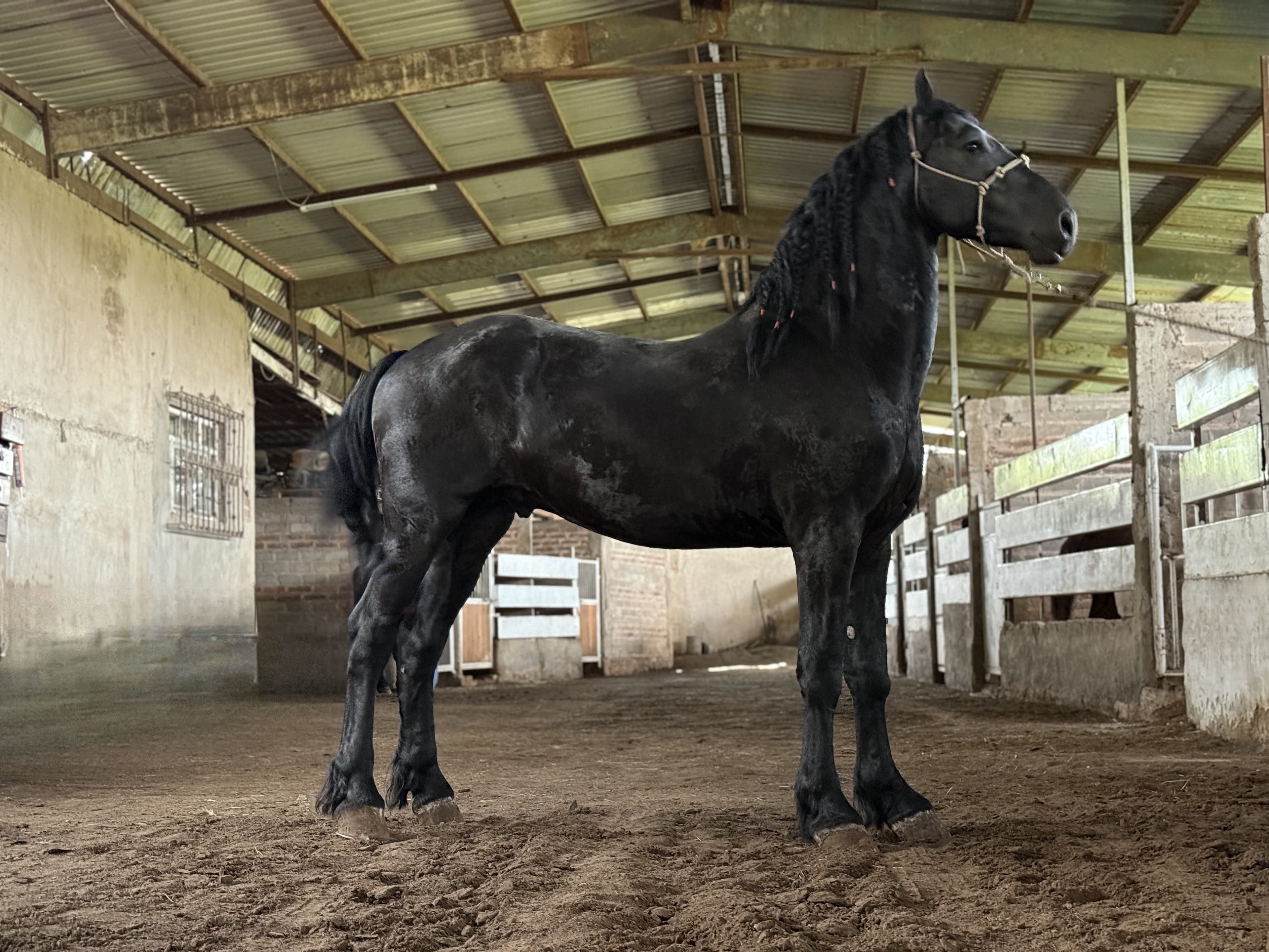 Yde fan de Kamp caballo frisón Cuadra Imperial Loy foto 2