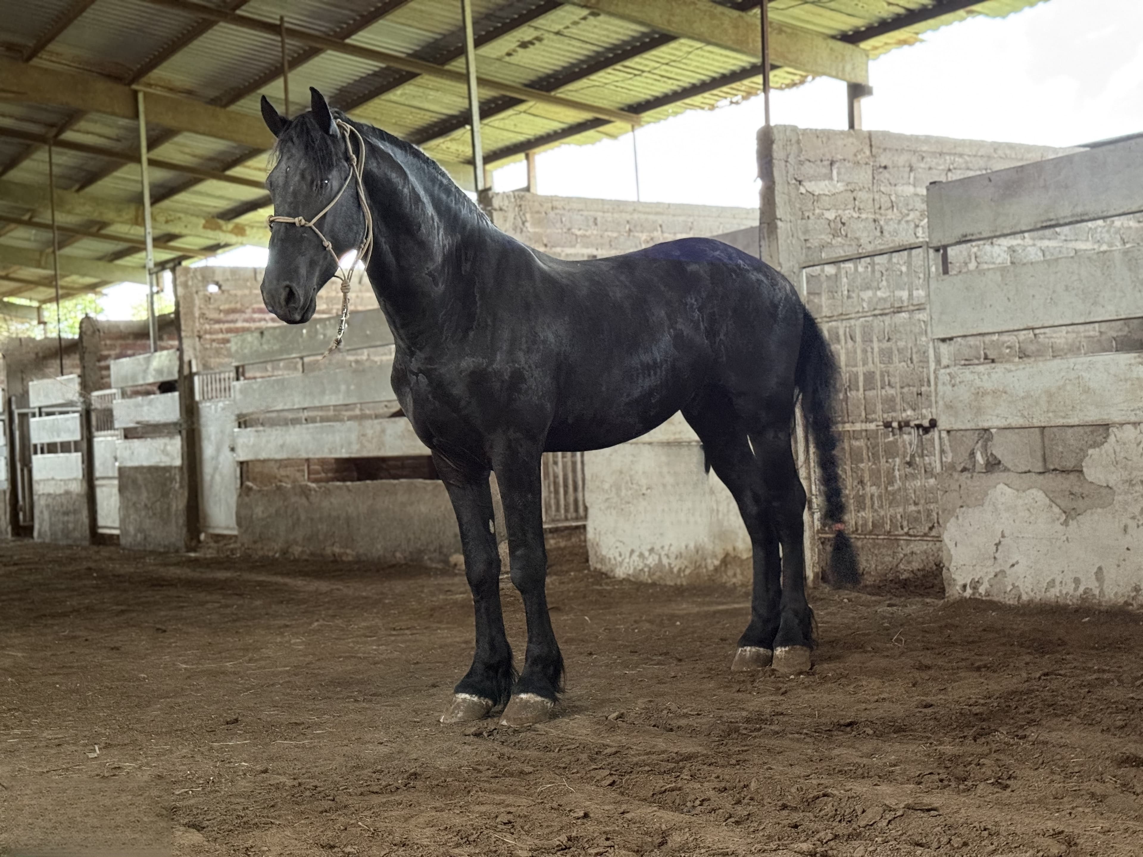 Yde fan de Kamp caballo frisón Cuadra Imperial Loy foto 3