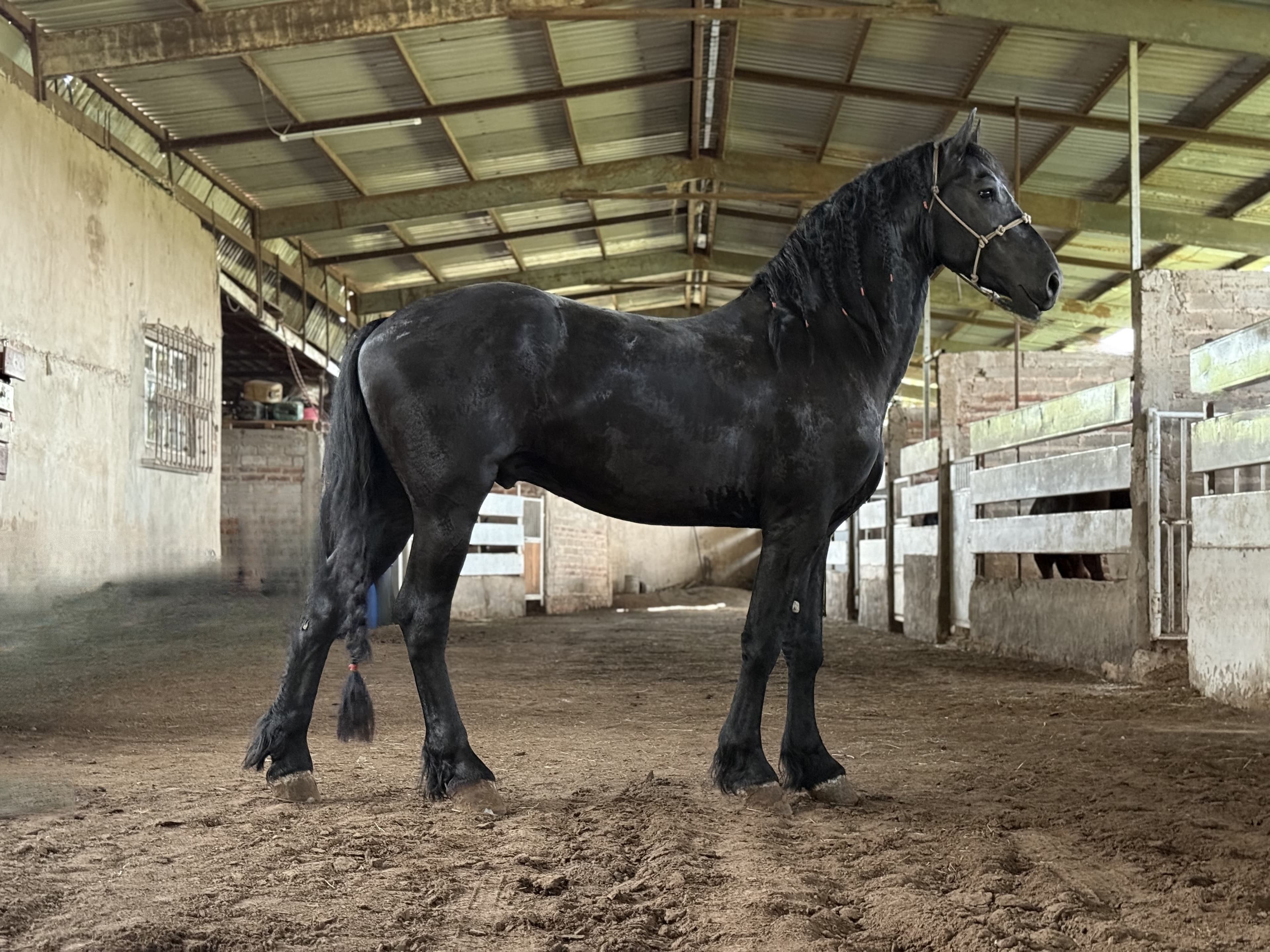 Yde fan de Kamp caballo frisón Cuadra Imperial Loy foto 4