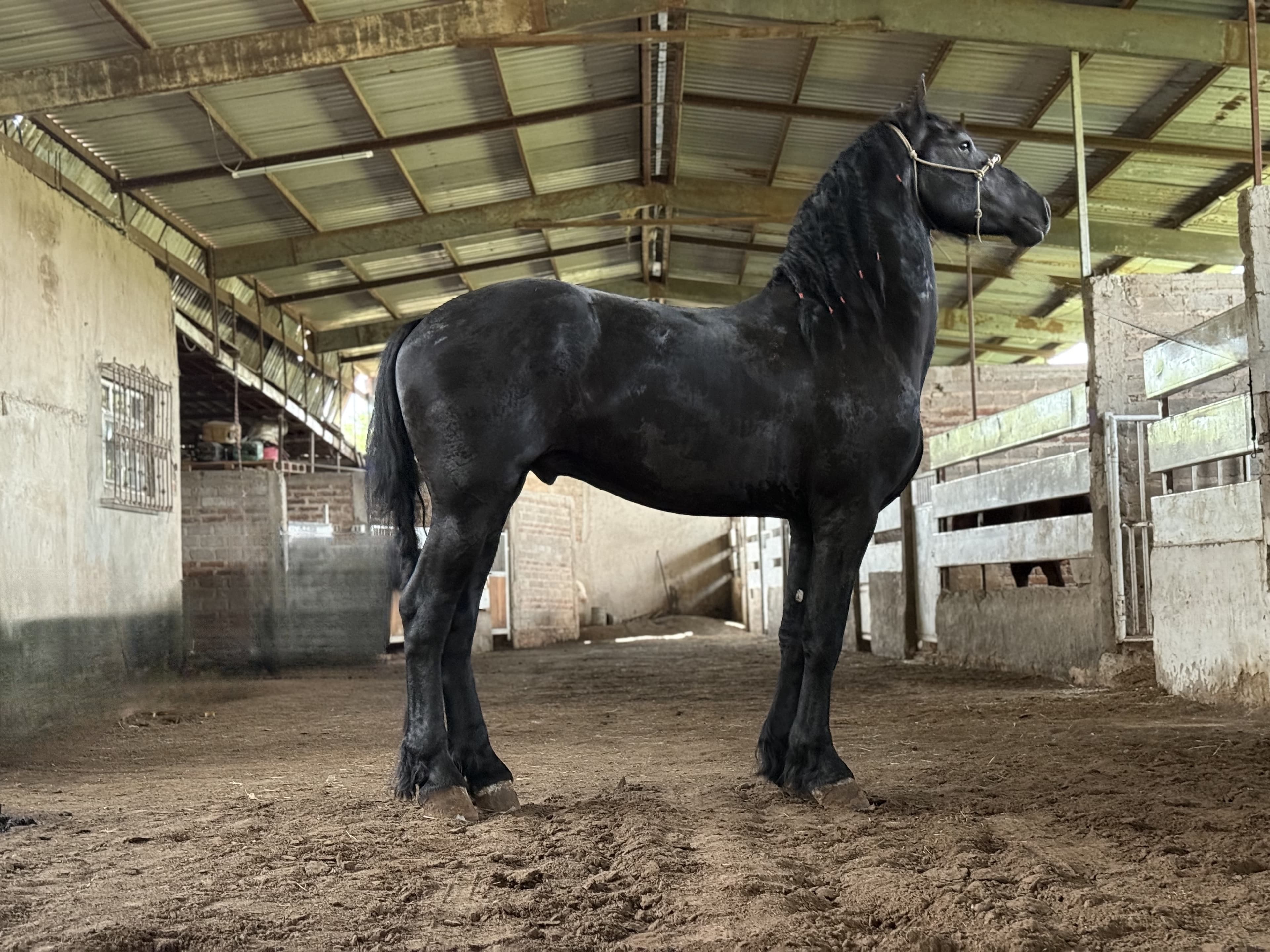Yde fan de Kamp caballo frisón Cuadra Imperial Loy foto 5