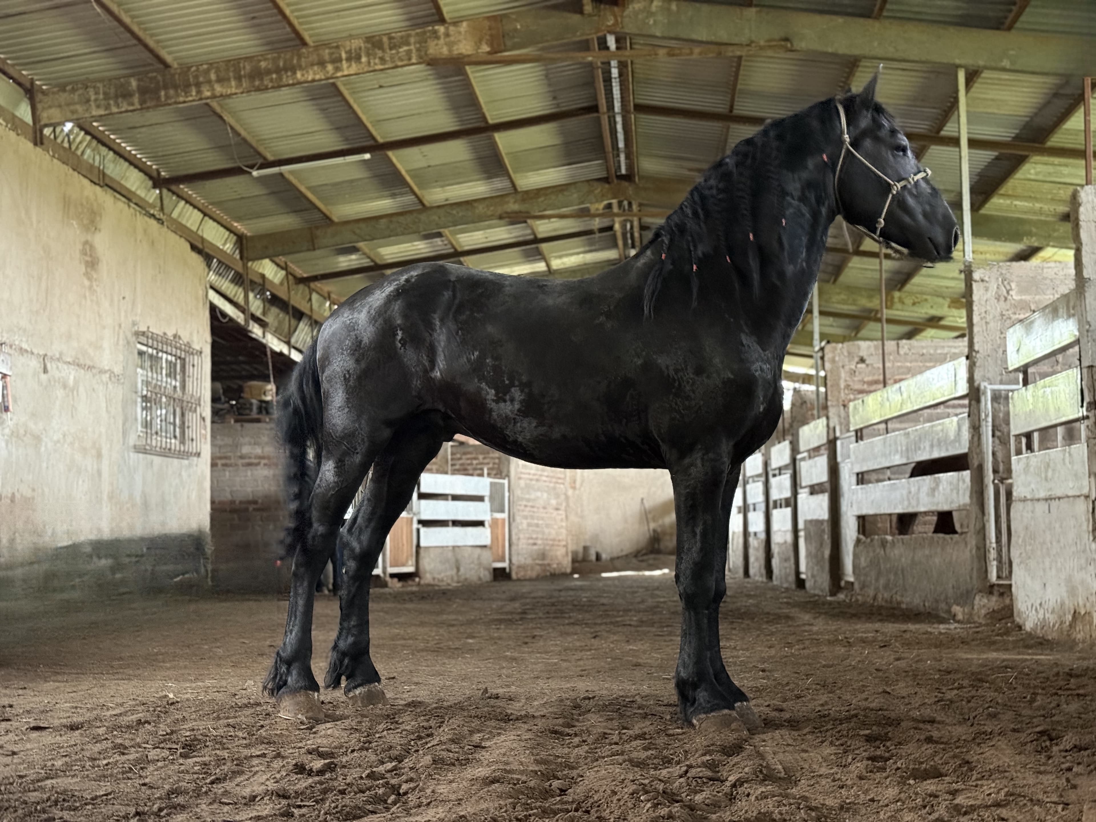 Yde fan de Kamp caballo frisón Cuadra Imperial Loy foto 6