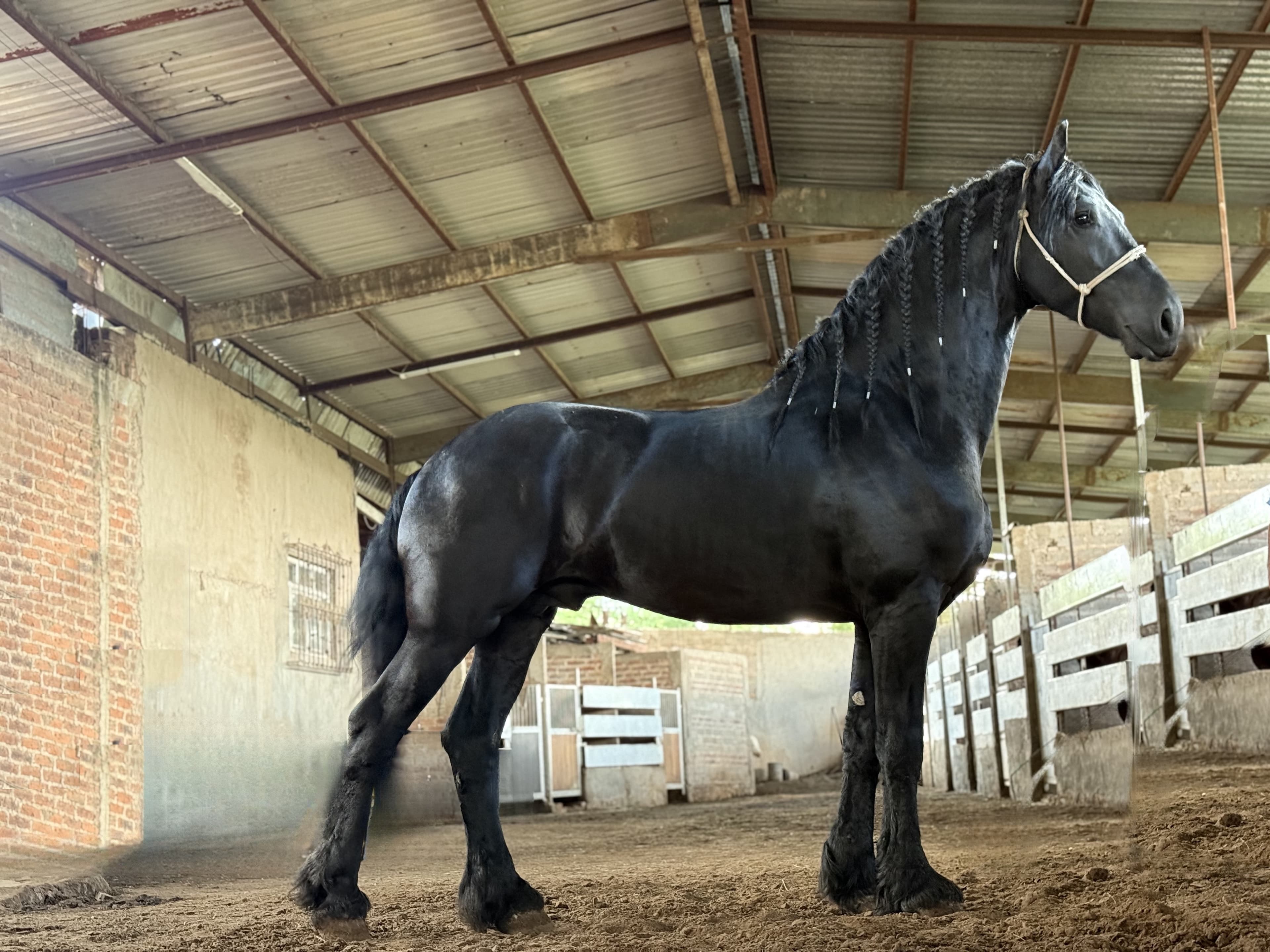 Yente caballo frisón Cuadra Imperial Loy foto 2