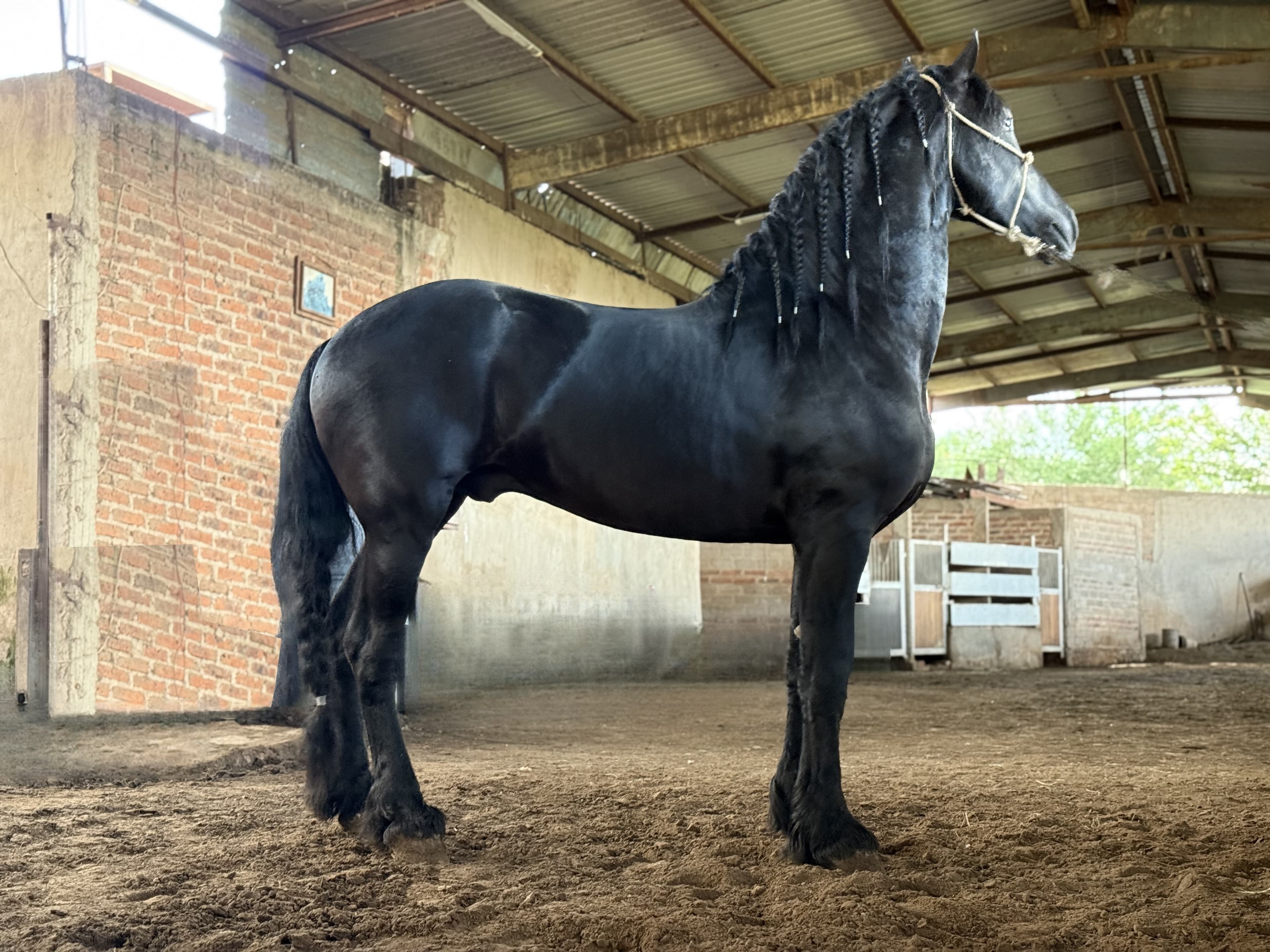 Yente caballo frisón Cuadra Imperial Loy foto 3
