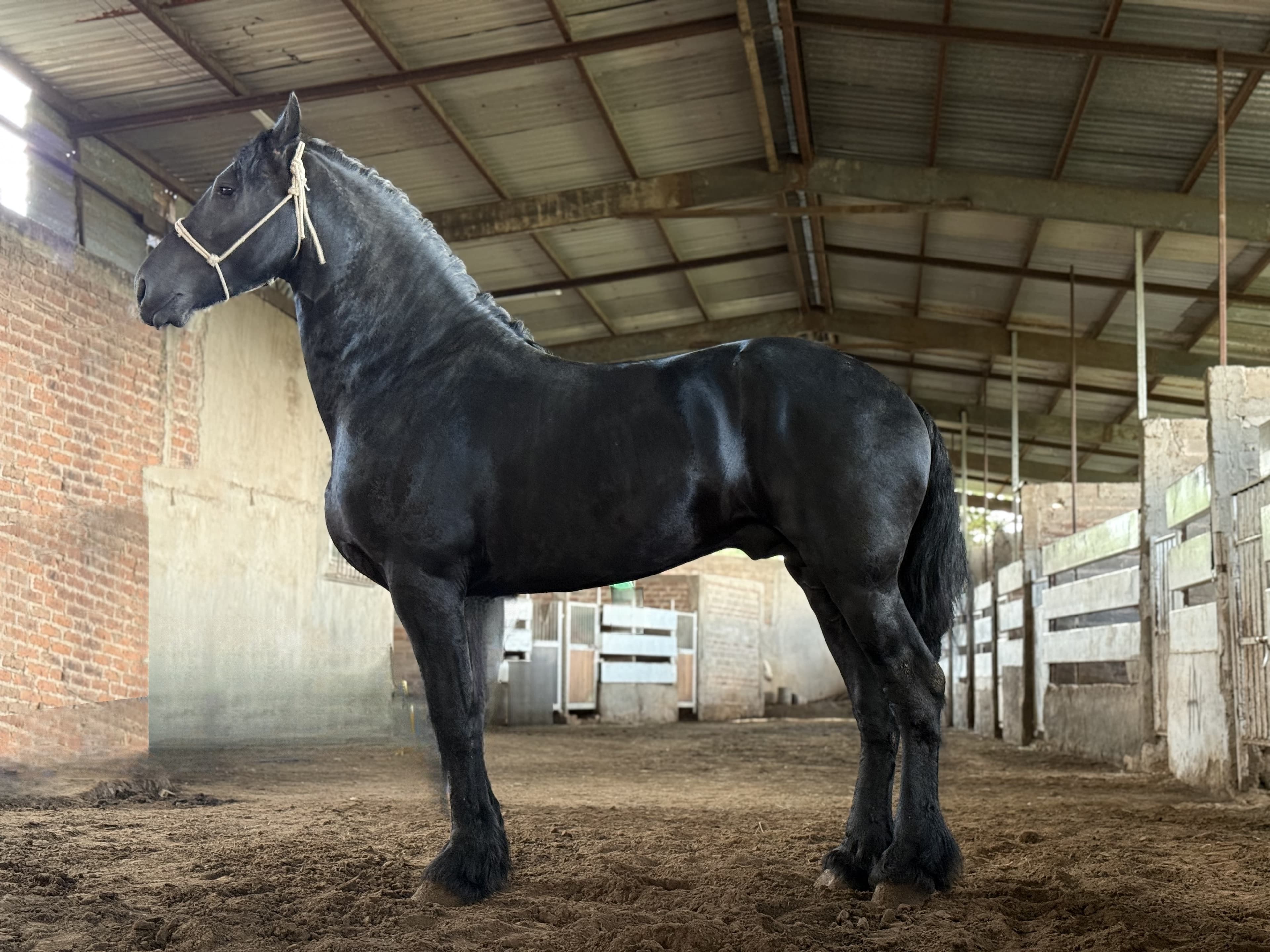 Yente caballo frisón Cuadra Imperial Loy foto 4