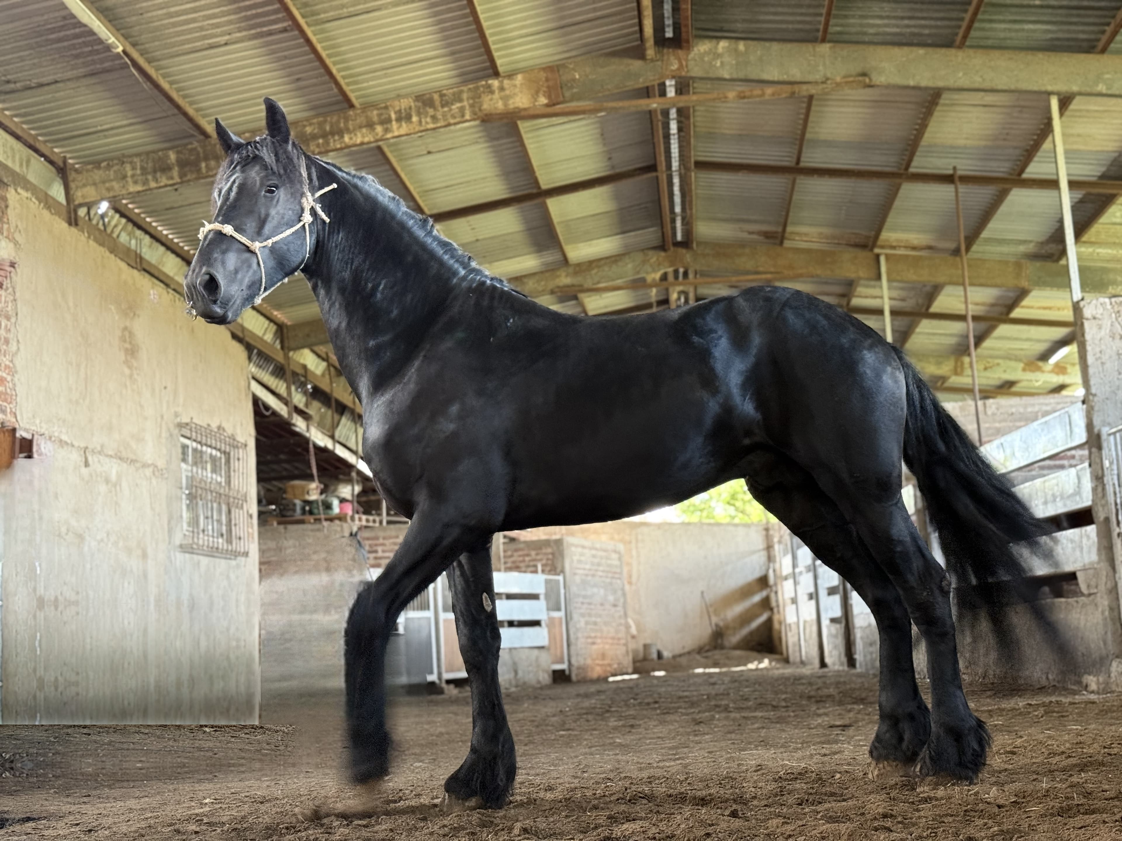 Ykpe caballo frisón Cuadra Imperial Loy foto 2