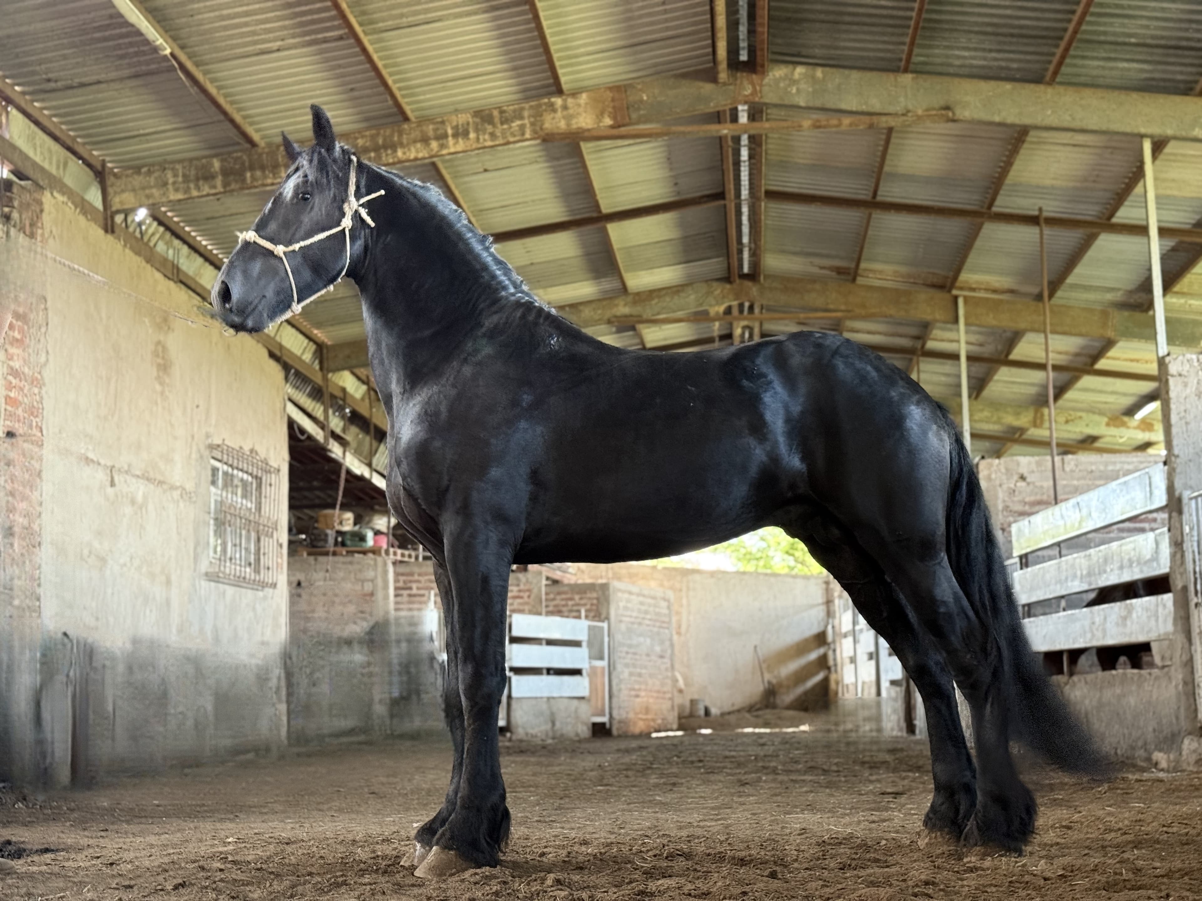 Ykpe caballo frisón Cuadra Imperial Loy foto 3