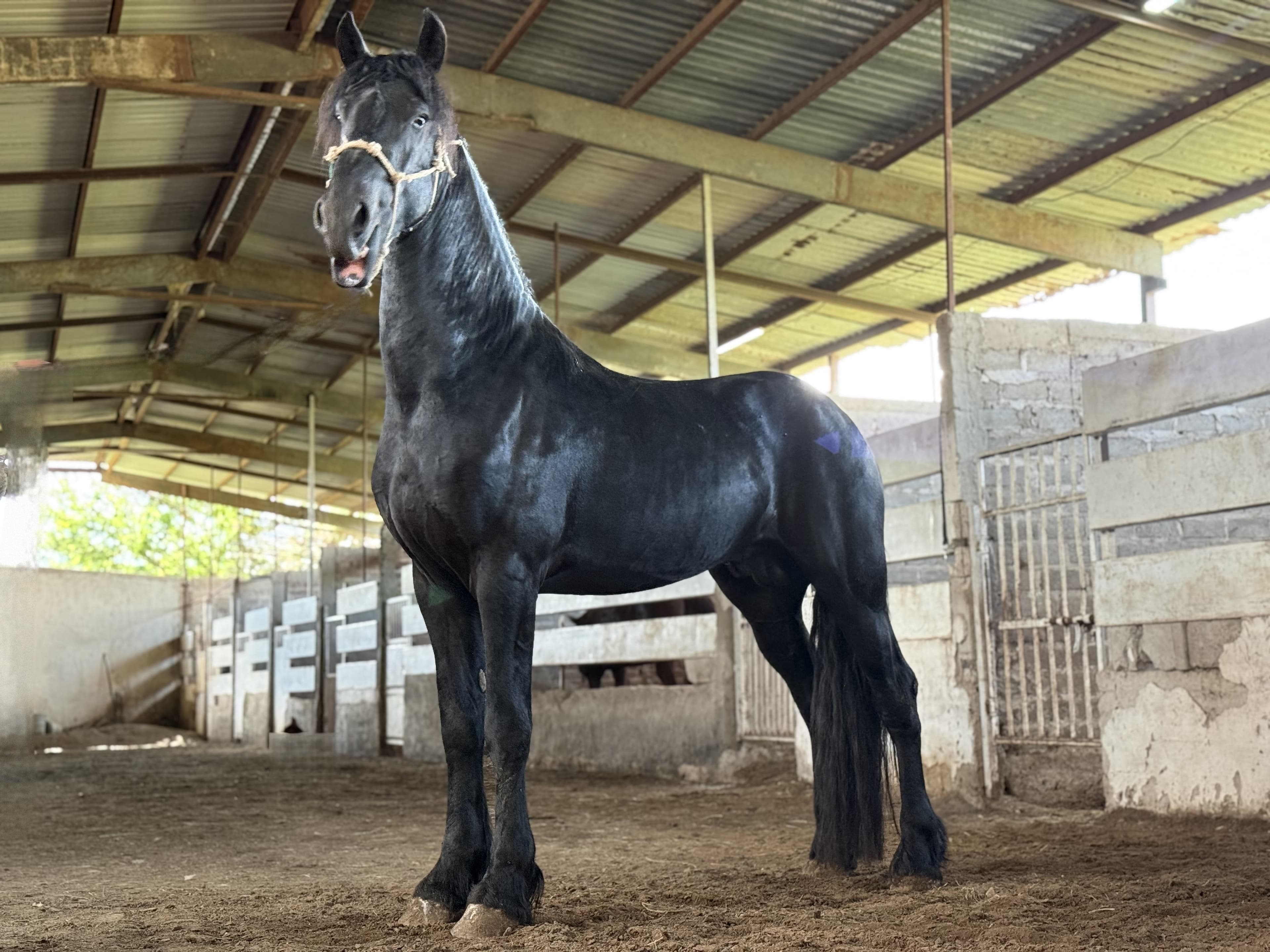 Ykpe caballo frisón Cuadra Imperial Loy foto 4