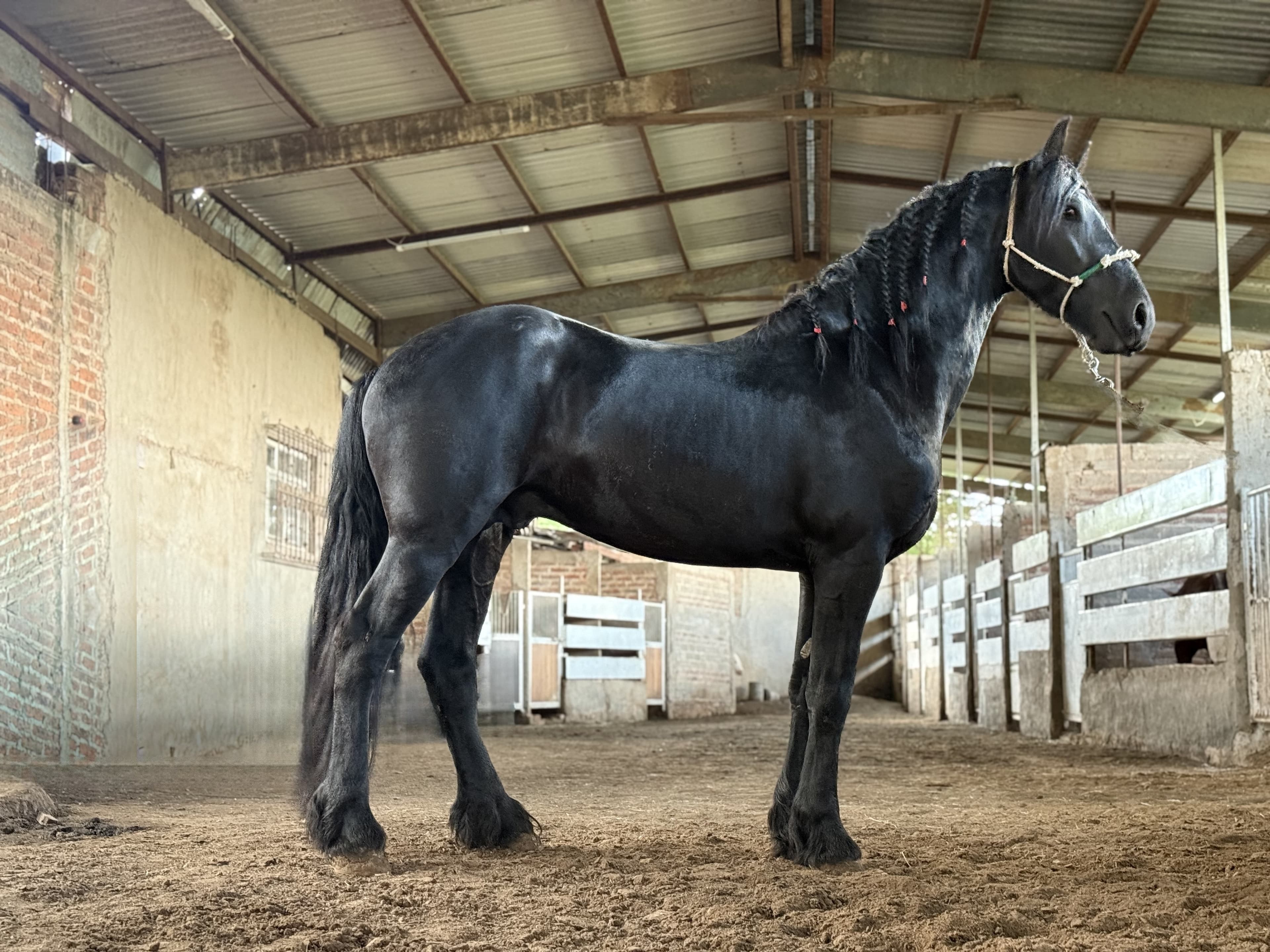 Ykpe caballo frisón Cuadra Imperial Loy foto 5