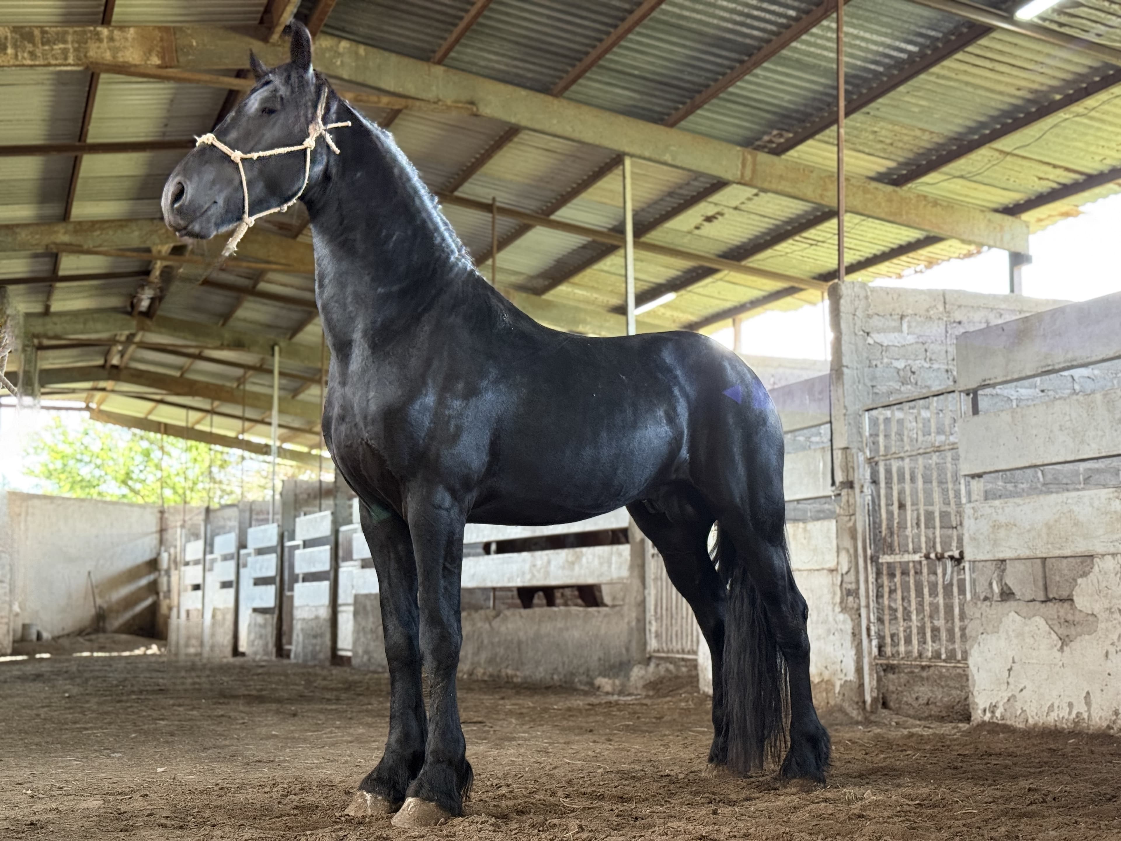 Ykpe caballo frisón Cuadra Imperial Loy foto 6