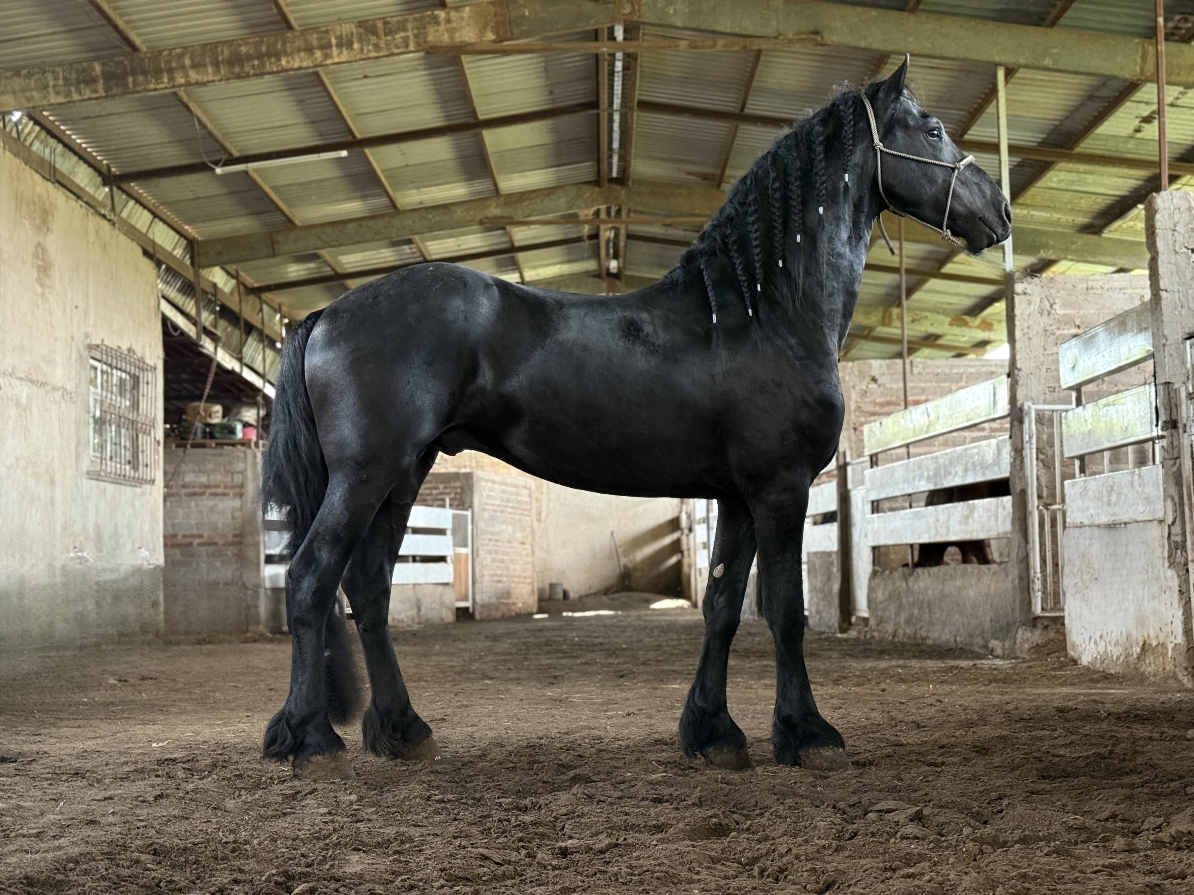 Amigos que nos visitan para conocer y montar a los caballos frisones.