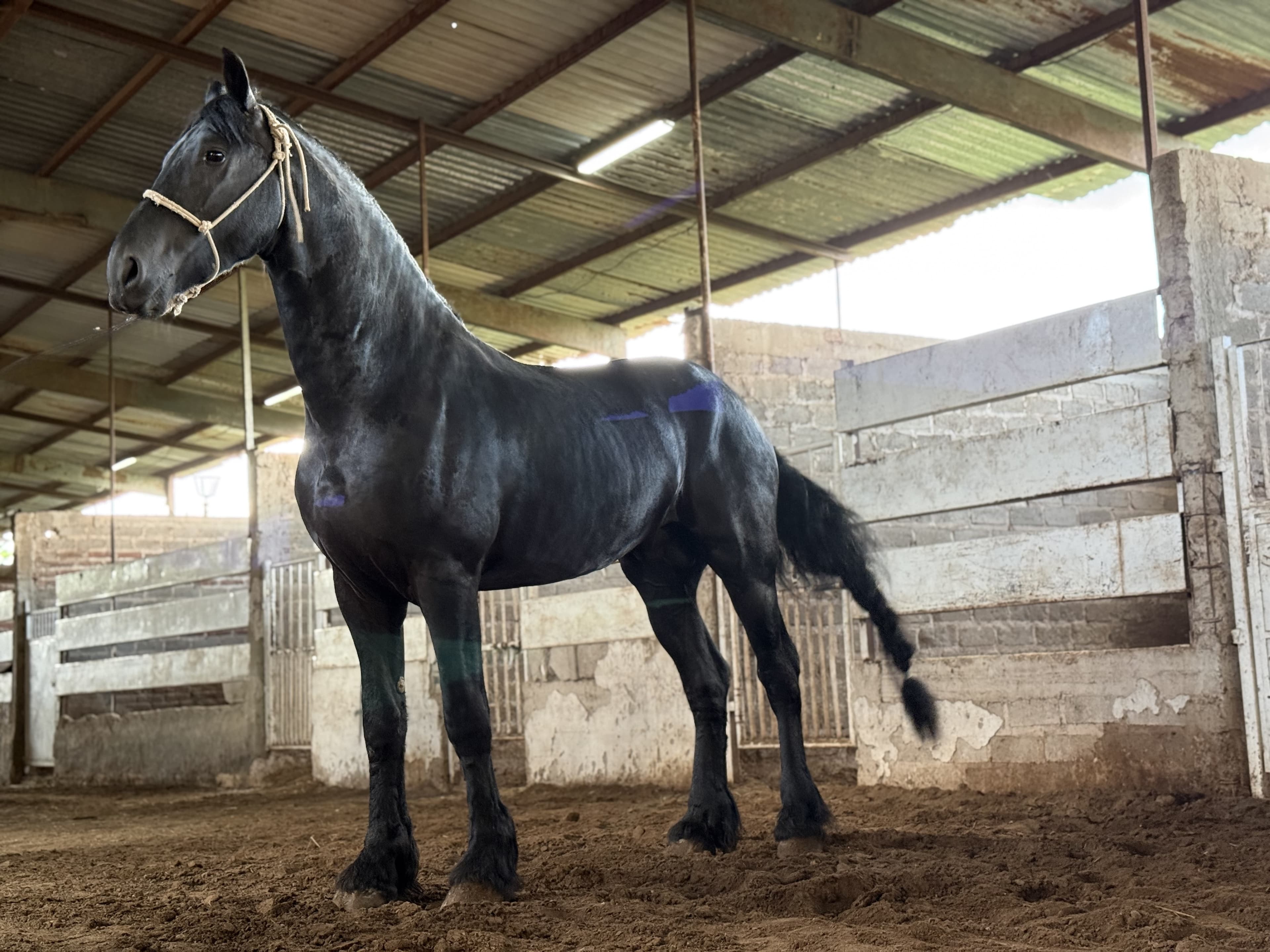 Cuadra Imperial Loy - Caballos Frisones Selectos KFPS en Jalisco